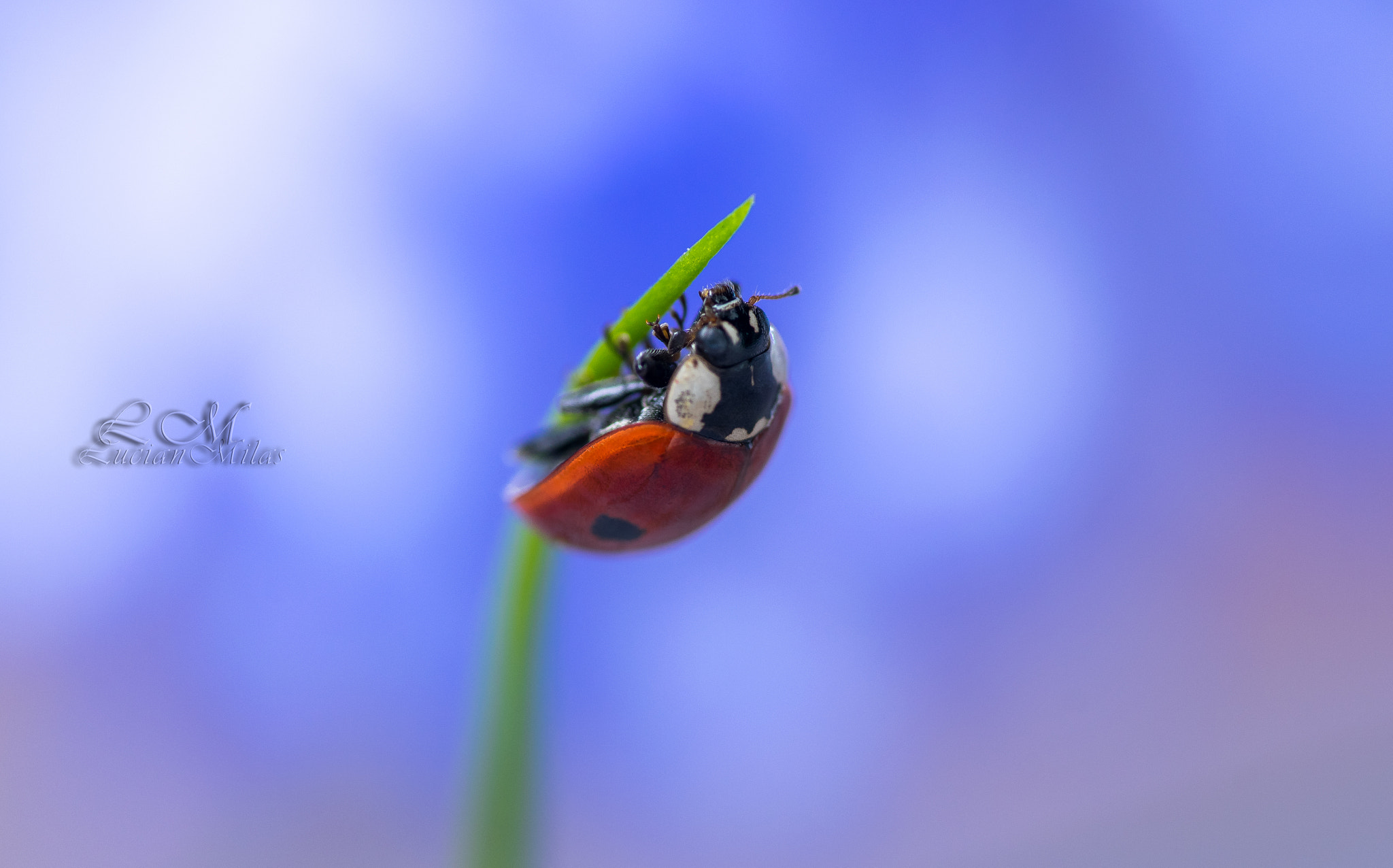 Nikon AF-S Micro-Nikkor 105mm F2.8G IF-ED VR sample photo. To the top photography