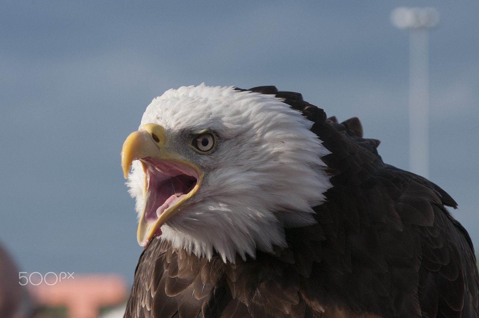 Nikon D300S sample photo. Bald eagle photography