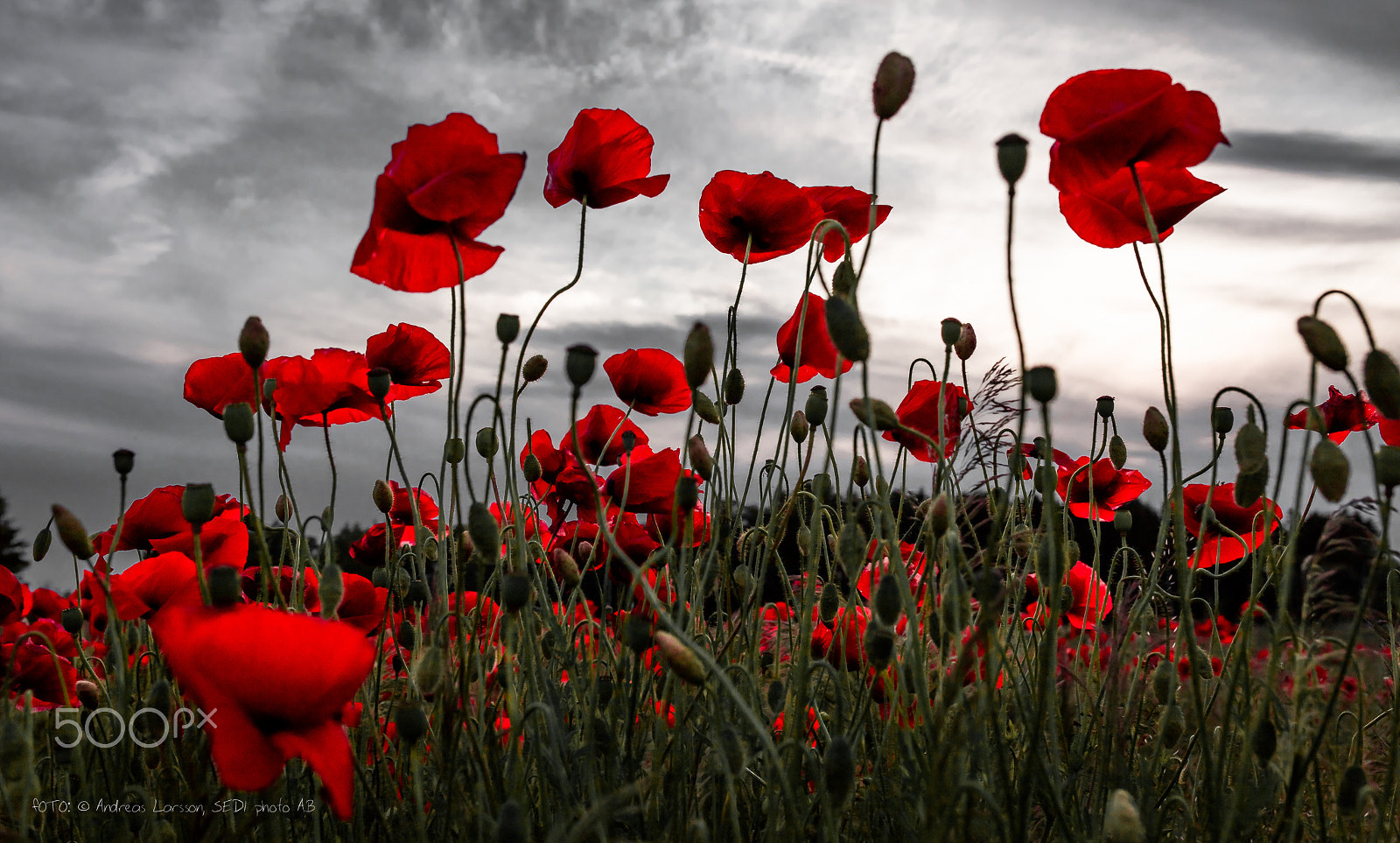 Canon EOS 5DS + Sigma 35mm F1.4 DG HSM Art sample photo. Poppy field photography