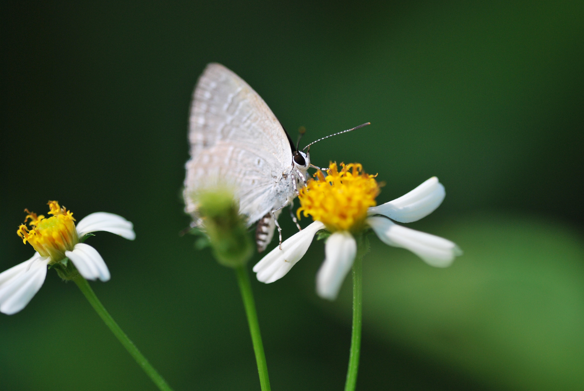 Sigma 150mm F2.8 EX DG OS Macro HSM sample photo
