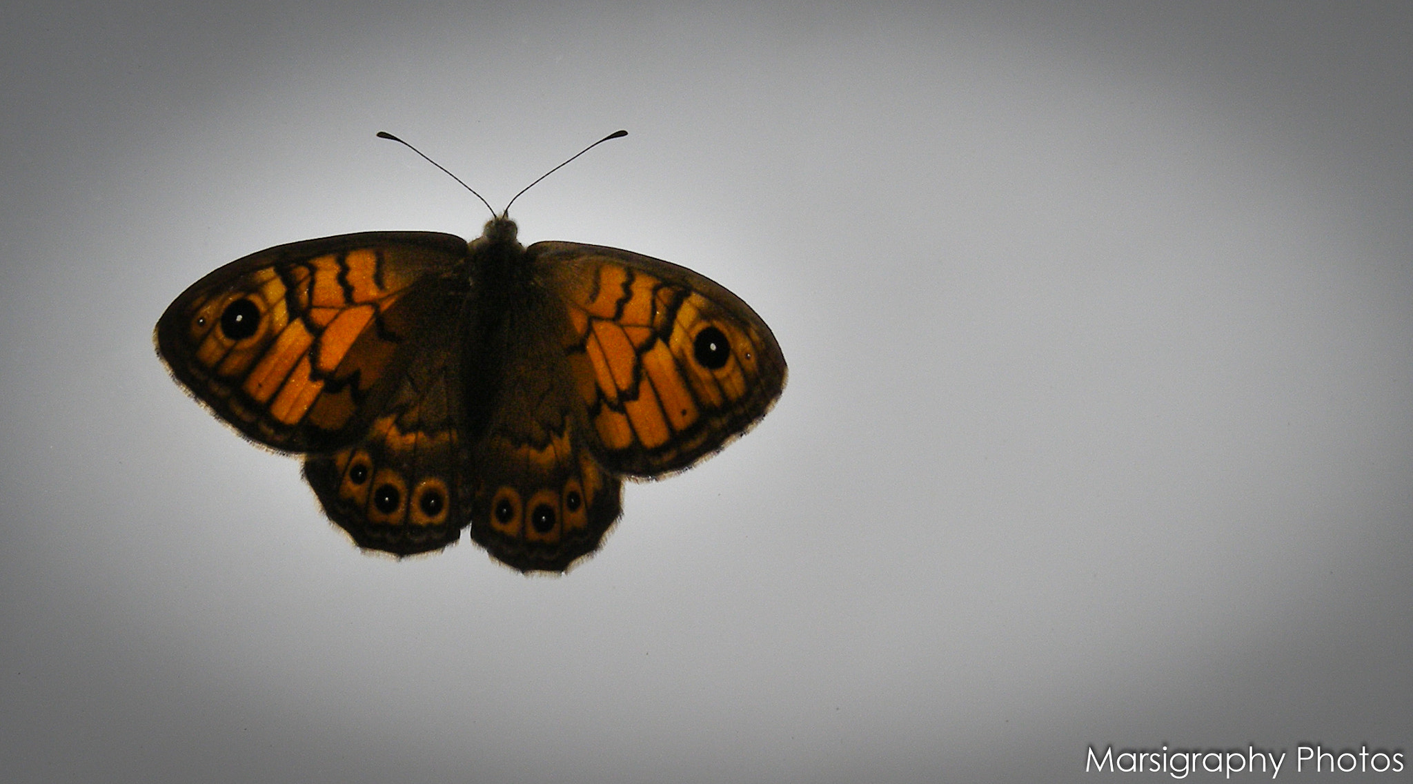 Olympus SP500UZ sample photo. Like a boss or a butterfly? photography
