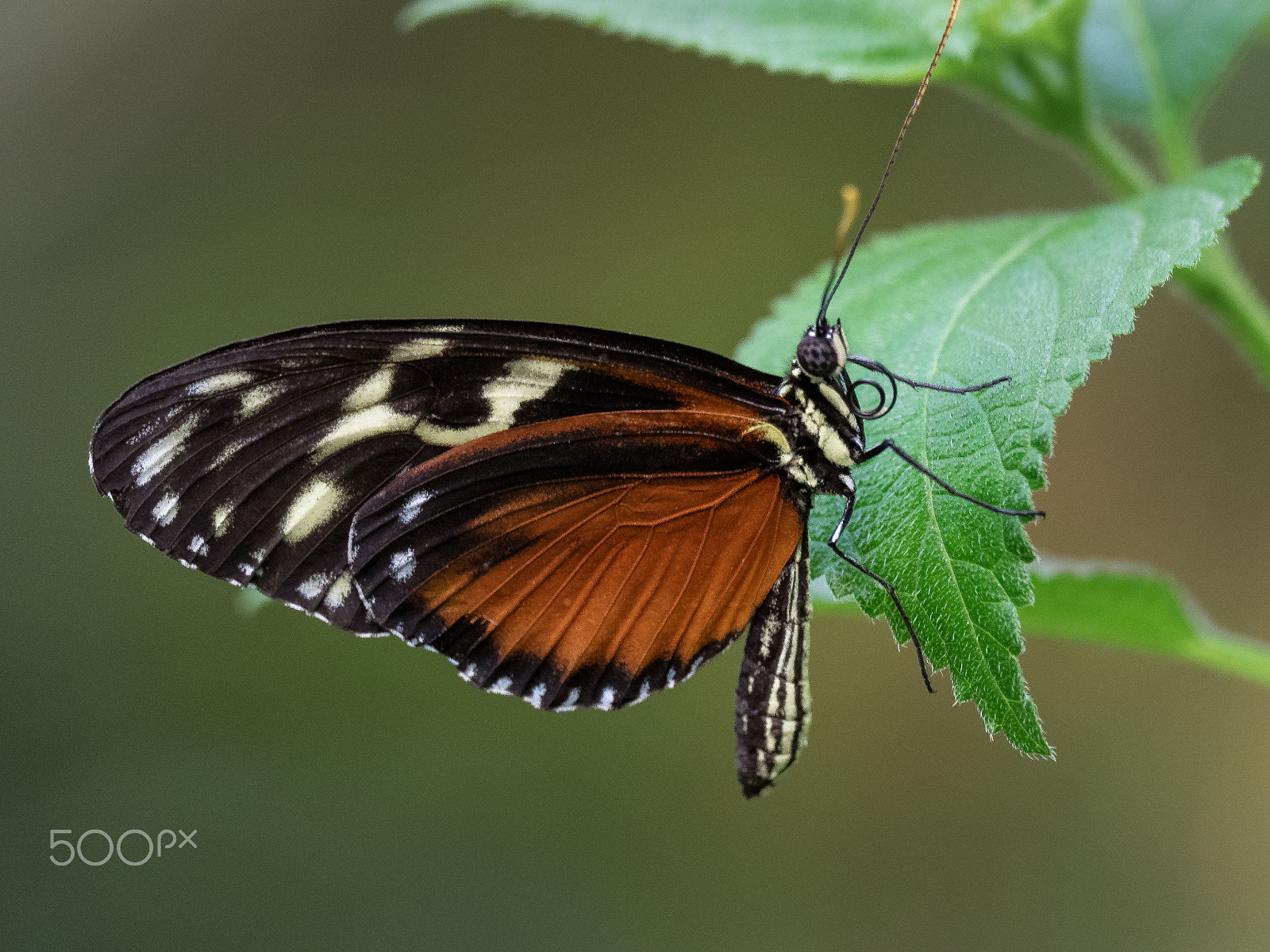 Olympus OM-D E-M1 + M.300mm F4.0 + MC-14 sample photo. Tiger longwing butterfly photography