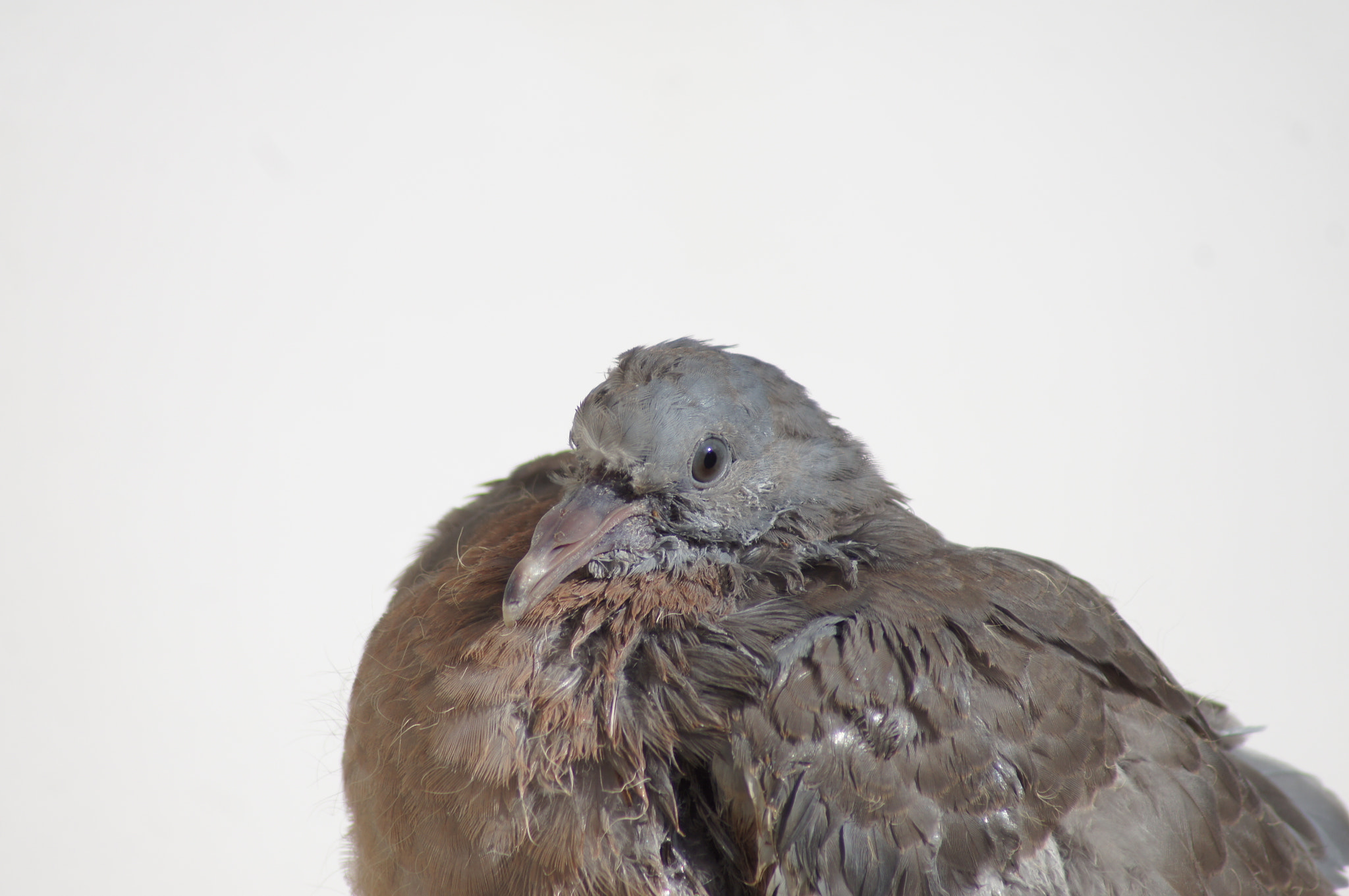 Sony 75-300mm F4.5-5.6 sample photo. Pigeon chick photography