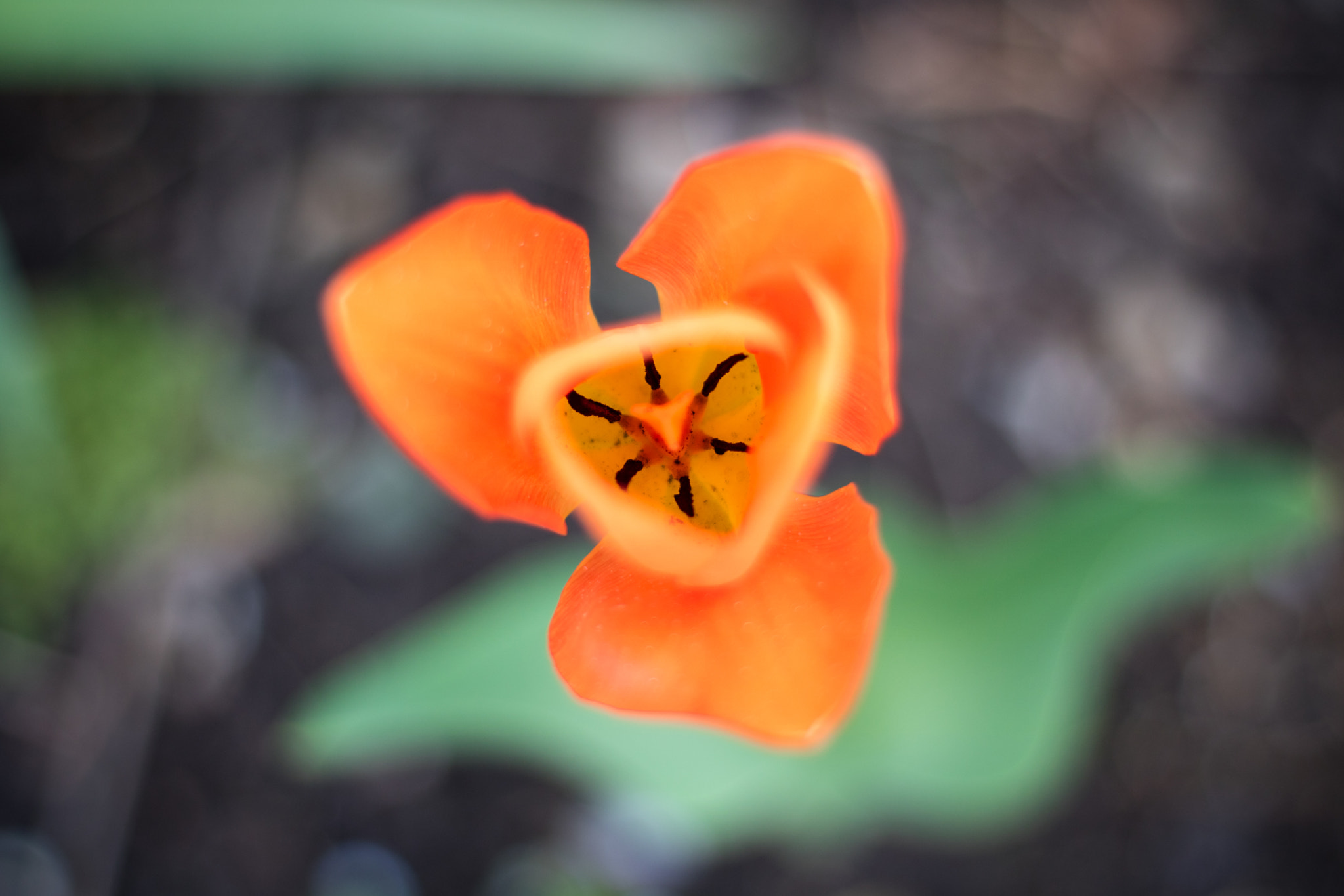 Canon EOS M3 + Canon EF 50mm F1.8 STM sample photo. Orange photography