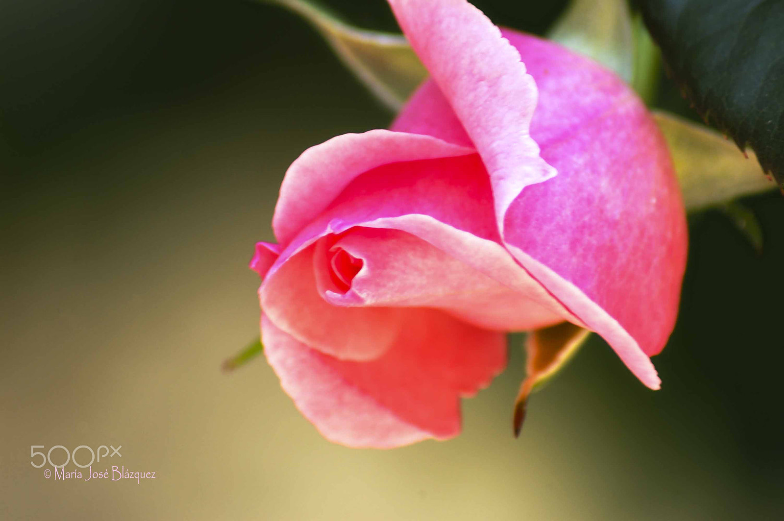 Nikon D40 + Sigma 50-150mm F2.8 EX APO DC HSM II + 1.4x sample photo. A rose for you photography