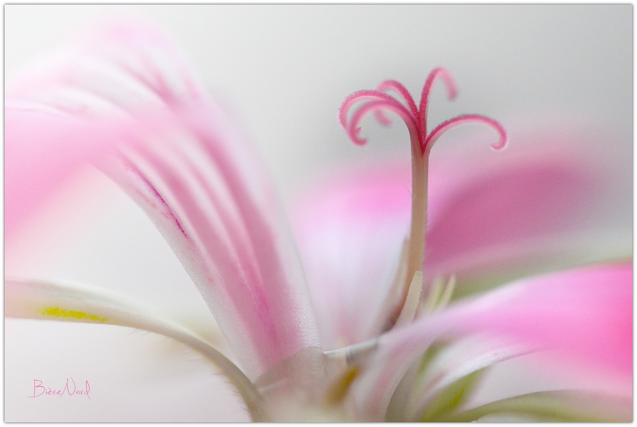 Nikon D3100 sample photo. Geranium alpine photography