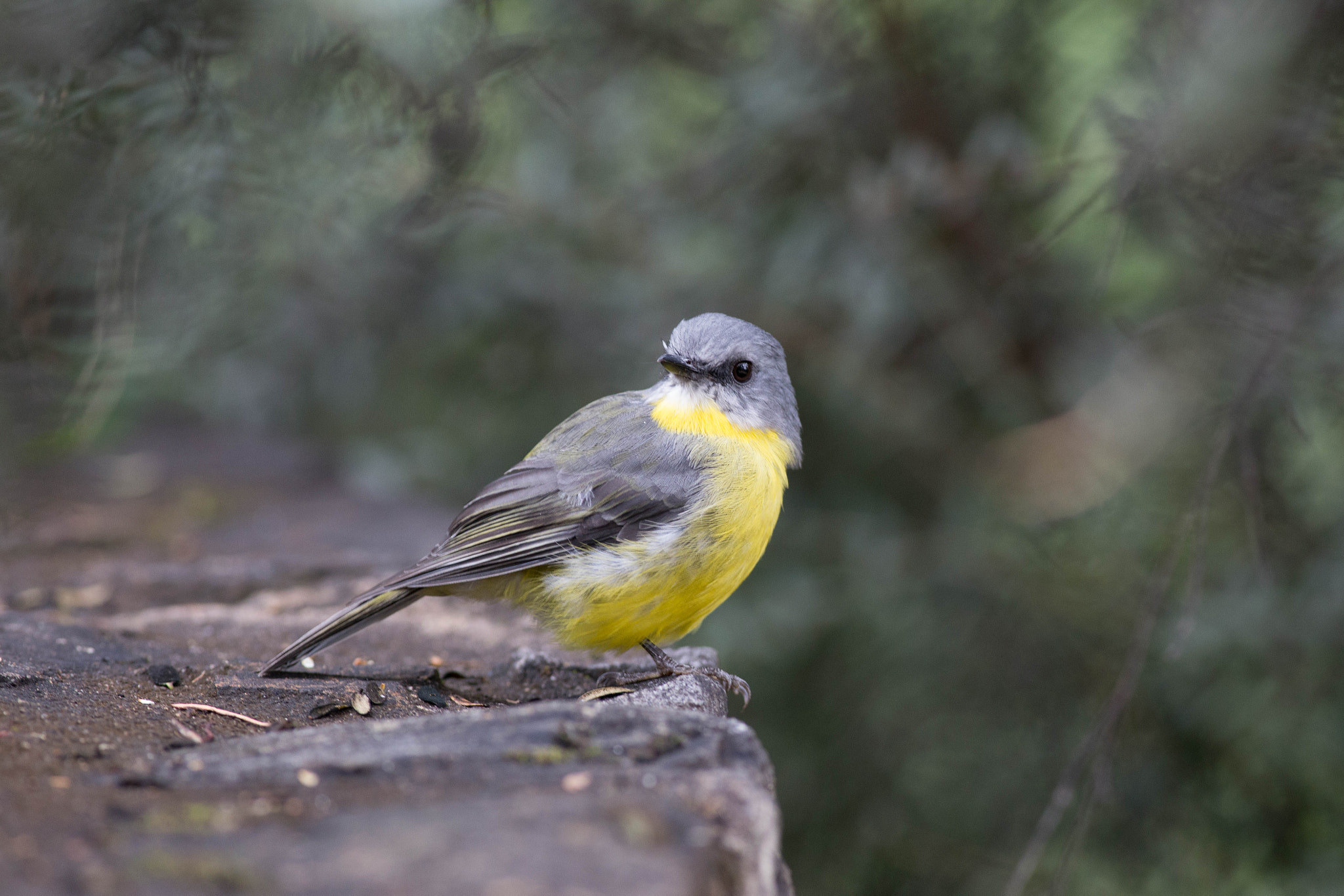 Canon EOS 6D + Canon EF 400mm F5.6L USM sample photo. Eastern yellow robin photography