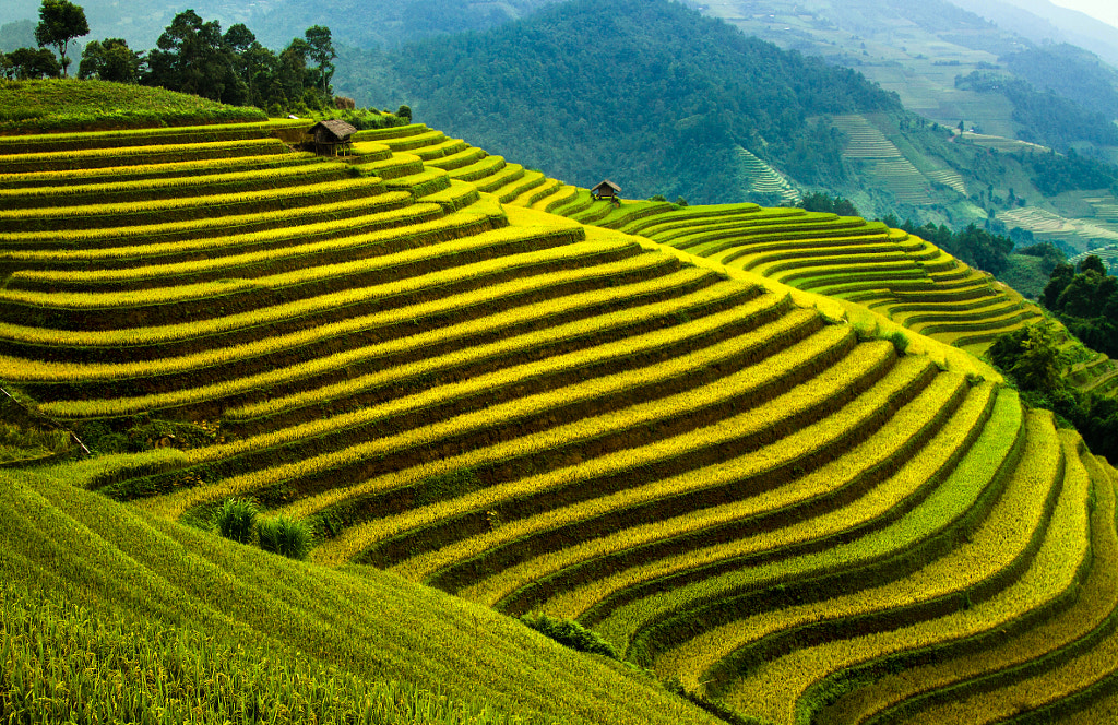 Terraced rice fields in northwestern VietNam by David Tran / 500px