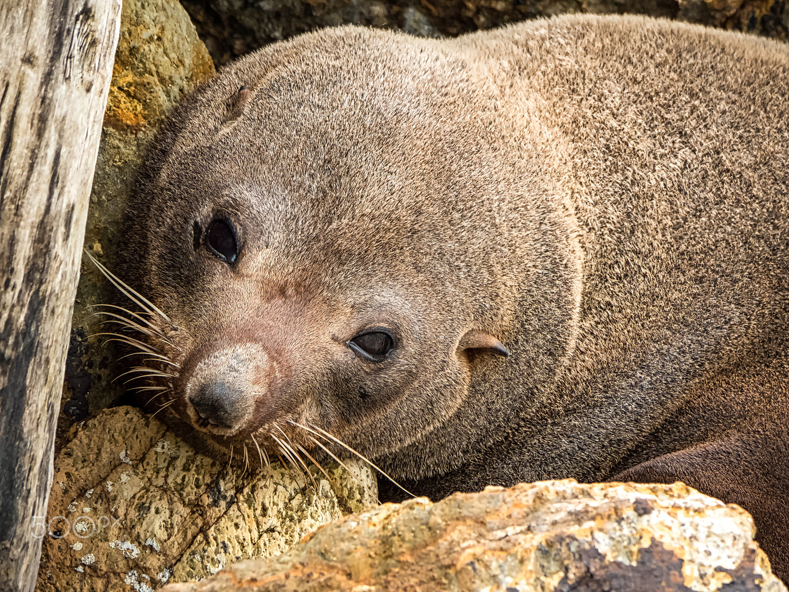 Panasonic Lumix DMC-GH4 sample photo. New zealand fur seal pup photography