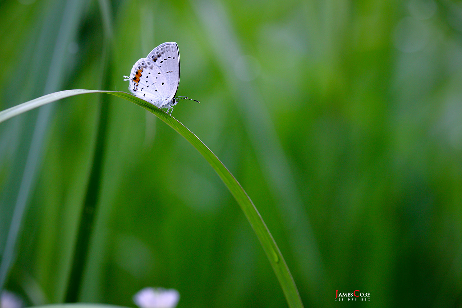 Canon EOS-1Ds Mark III + Canon EF 100mm F2.8L Macro IS USM sample photo. Sliding butterfly. photography