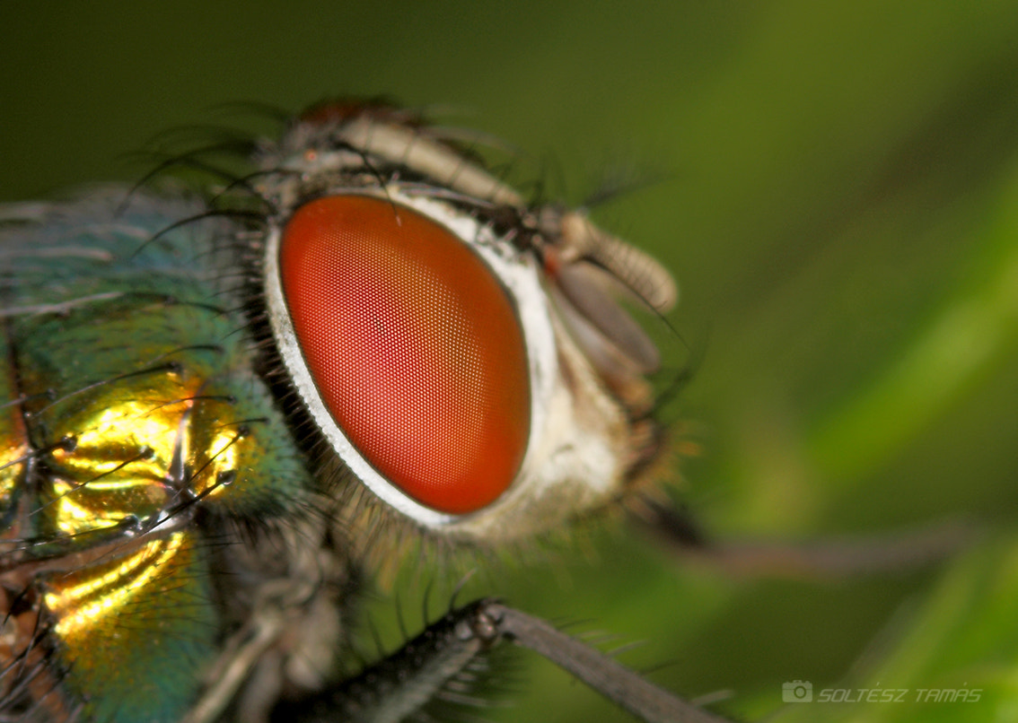 Canon EF 100mm F2.8 Macro USM sample photo. V photography