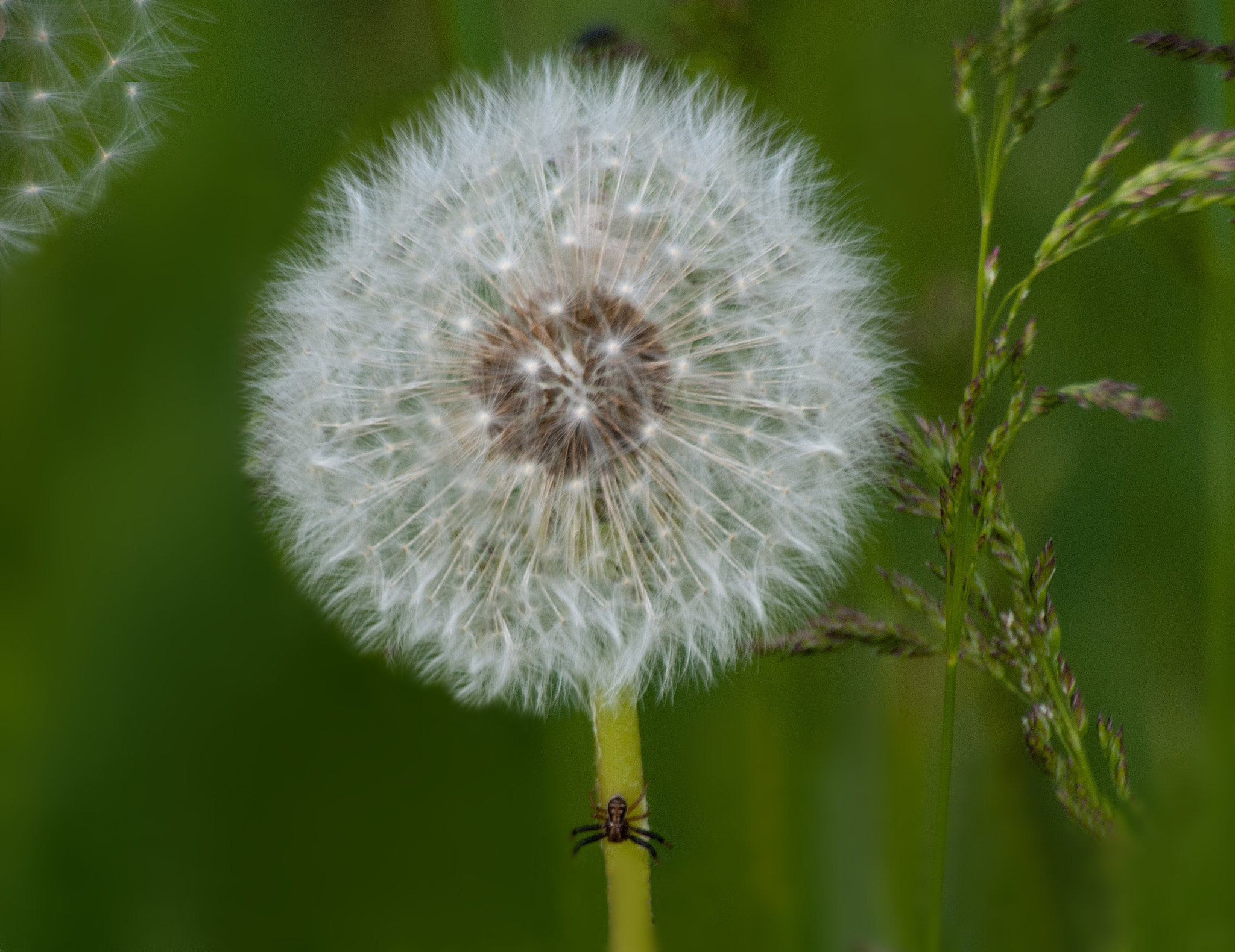 Sony Alpha DSLR-A300 + DT 18-270mm F3.5-6.3 SSM sample photo. Kwiatek z...   2 photography