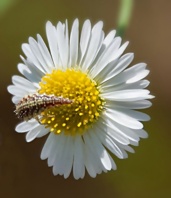 Sony Alpha DSLR-A300 + DT 18-270mm F3.5-6.3 SSM sample photo. Kwiatek z...   3 photography