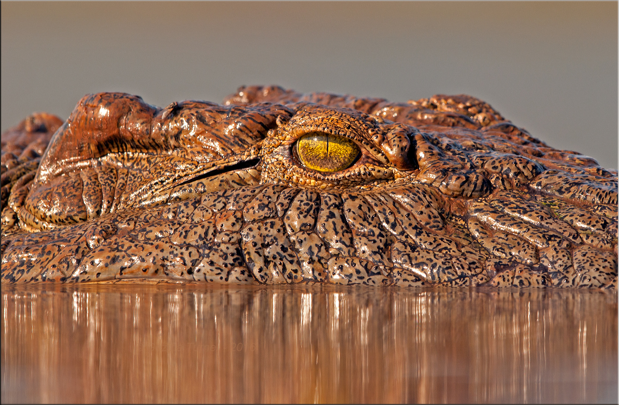 Nikon AF-S Nikkor 400mm F2.8G ED VR II sample photo. How close .... photography