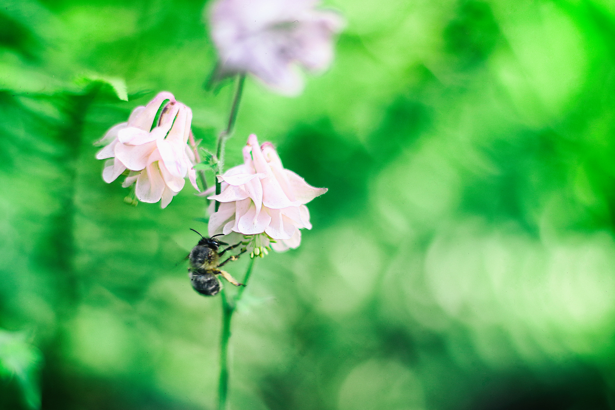 Canon EF 50mm F1.4 USM sample photo. .bee. photography