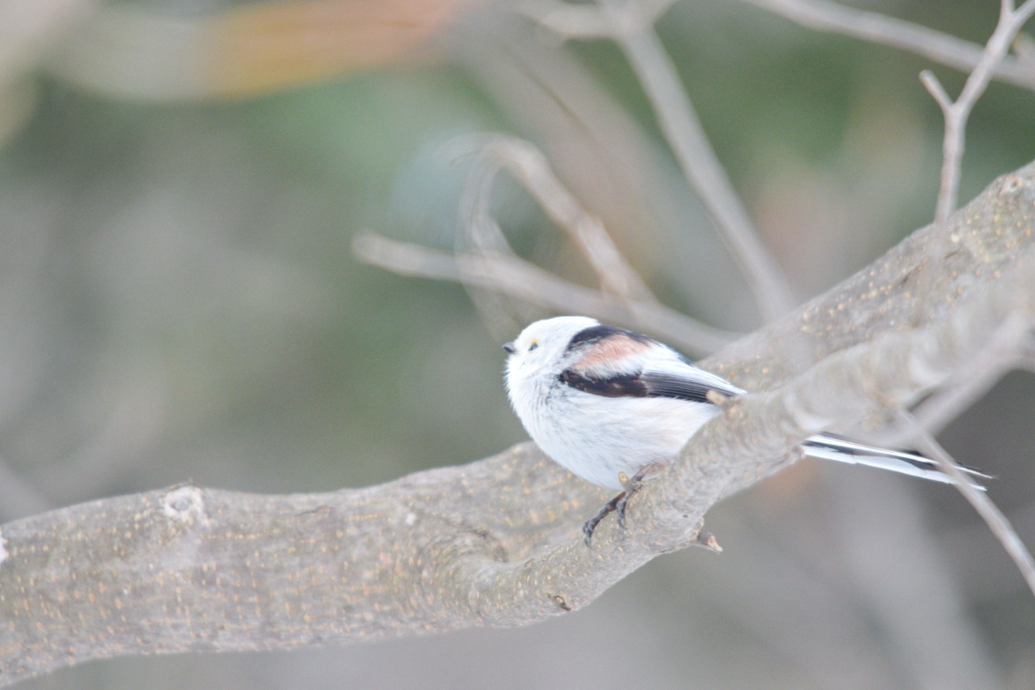 Sigma 120-400mm F4.5-5.6 DG OS HSM sample photo. シマエナガ photography