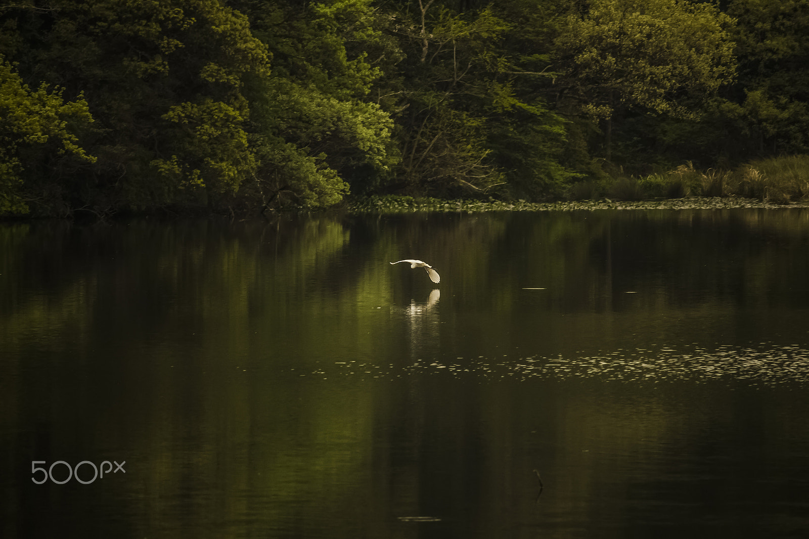 Canon EOS 700D (EOS Rebel T5i / EOS Kiss X7i) sample photo. Heron photography