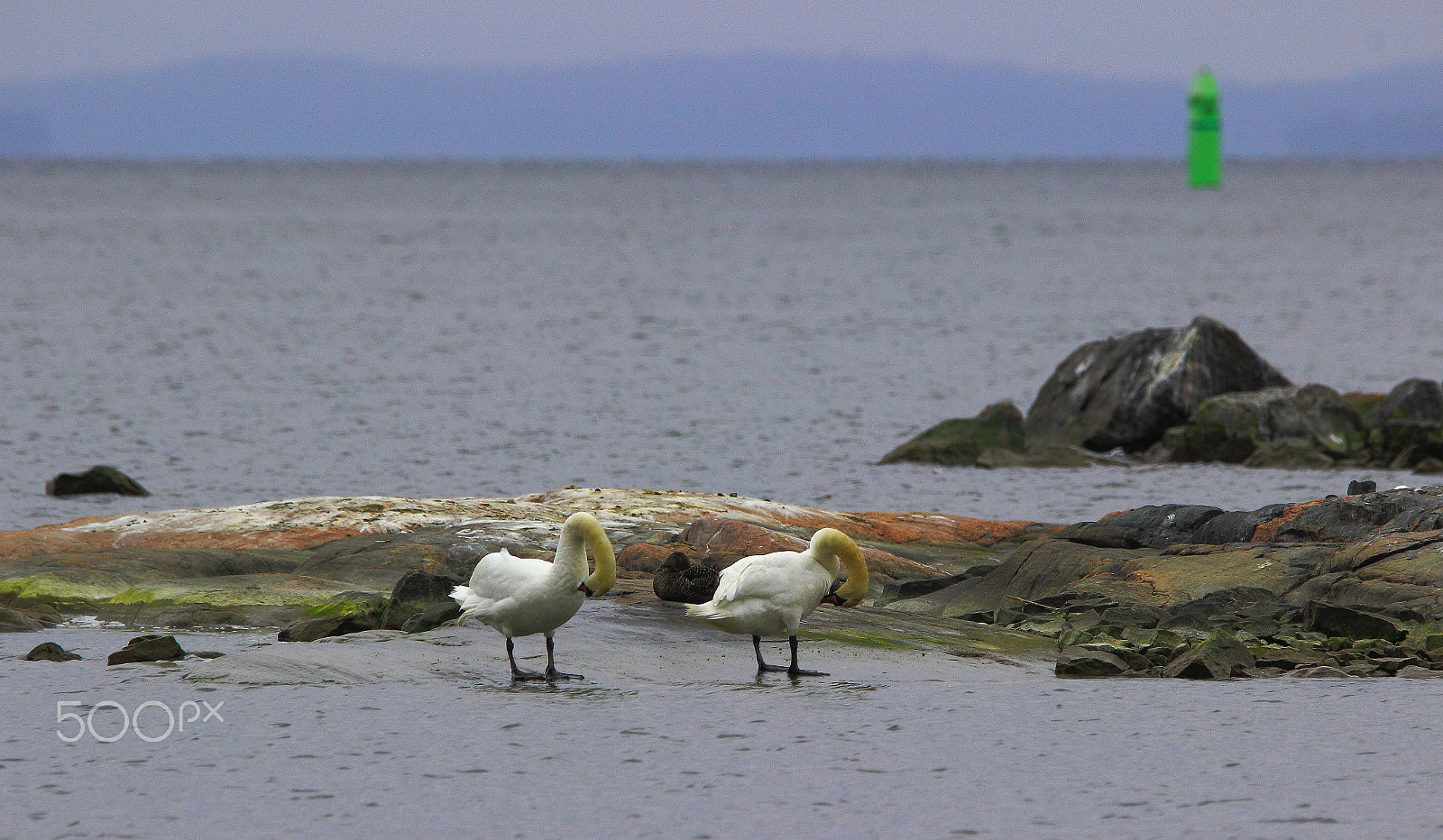 Sigma 150-600mm F5-6.3 DG OS HSM | C sample photo. Swans on the ruissalo beach photography