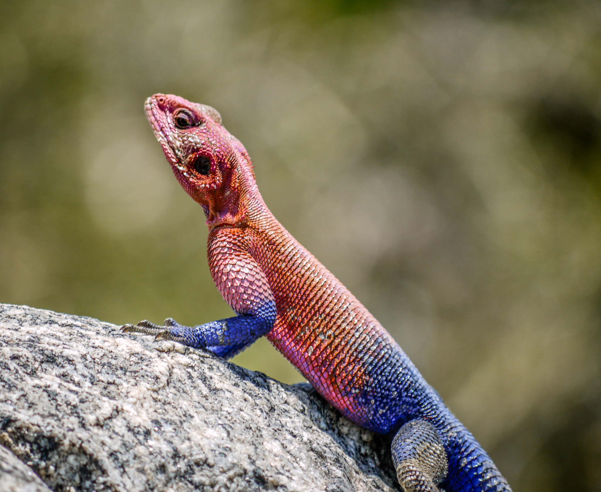Panasonic Lumix G Vario 45-200mm F4-5.6 OIS sample photo. South africa #1 photography