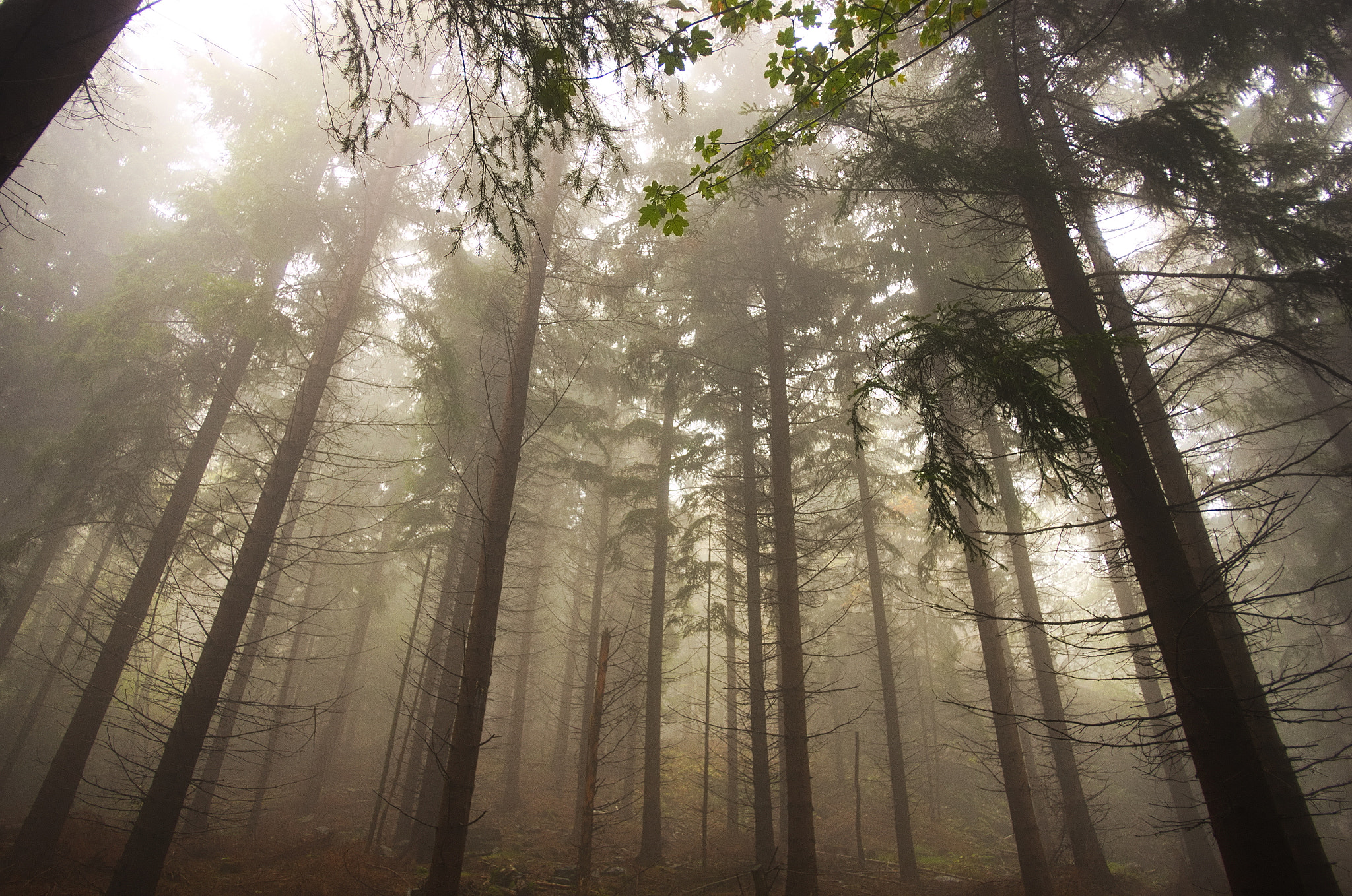 Pentax K-5 sample photo. Foggy forest in kaczawskie mountains photography