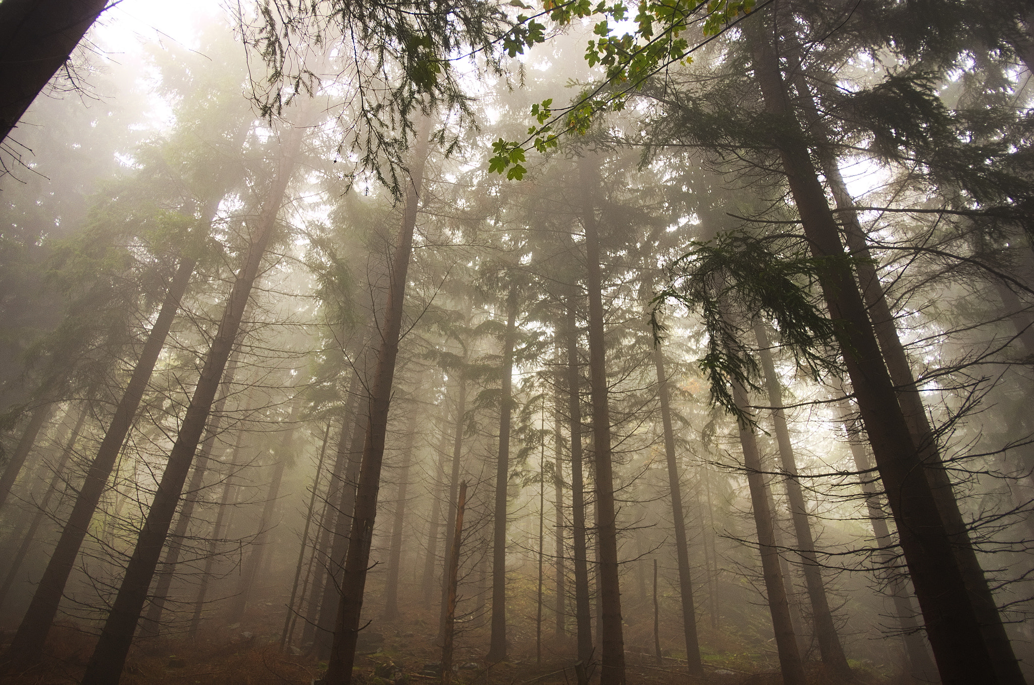 Pentax K-5 + Pentax smc DA 15mm F4 ED AL Limited sample photo. Foggy forest in kaczawskie mountains photography