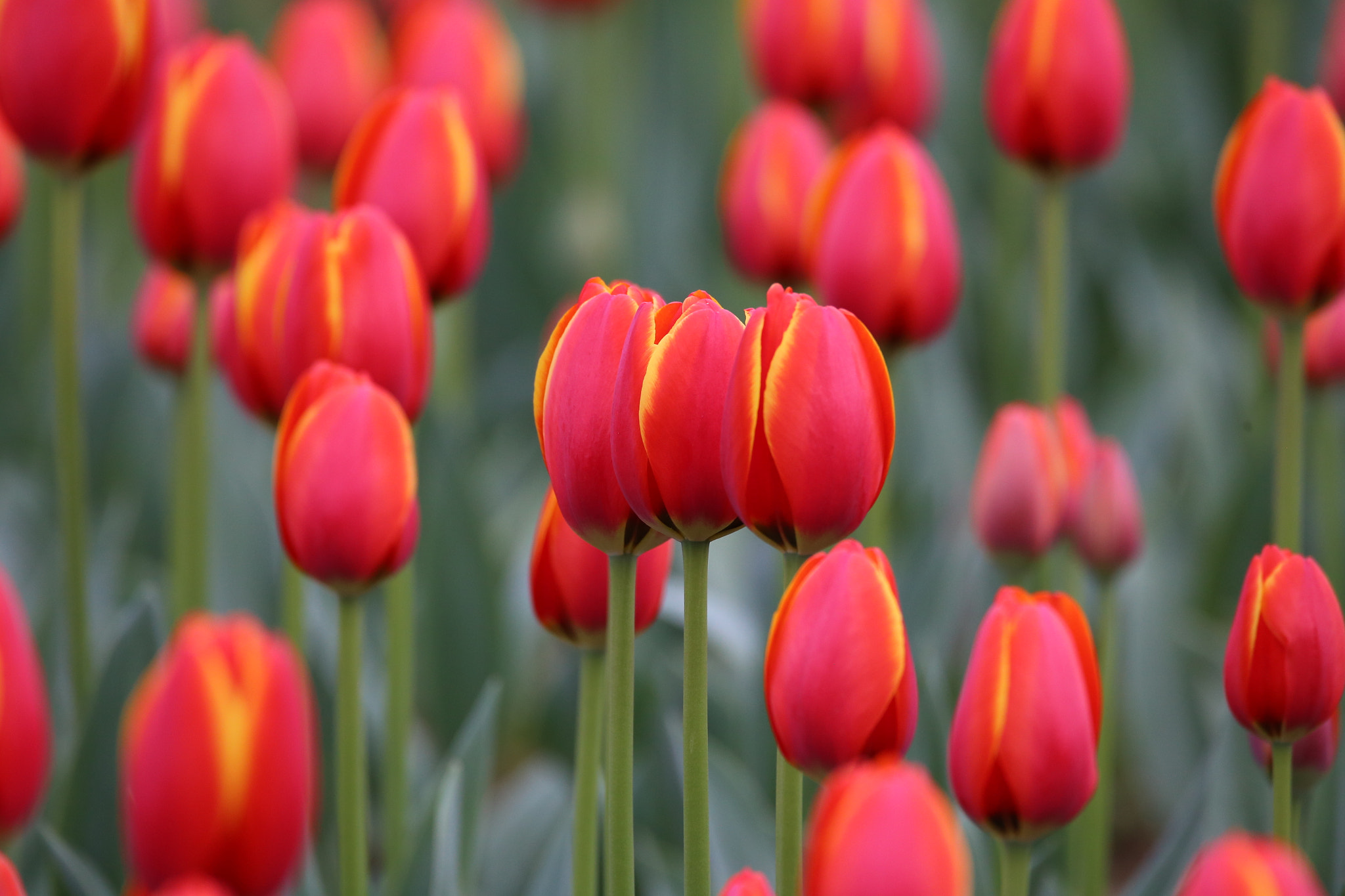Sigma 150-600mm F5-6.3 DG OS HSM | C sample photo