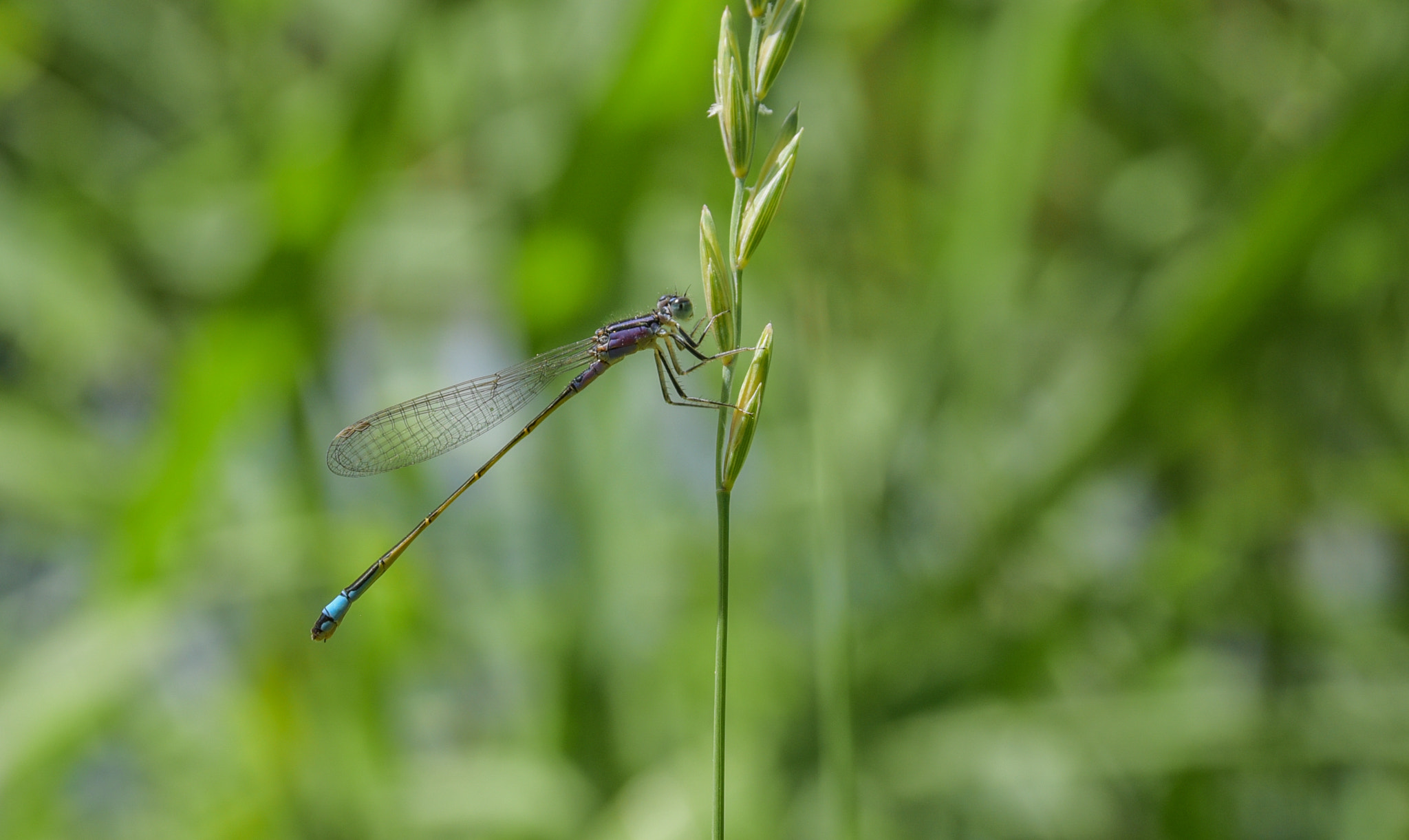 Sigma 17-70mm F2.8-4 DC Macro OS HSM | C sample photo. Dragonfly photography