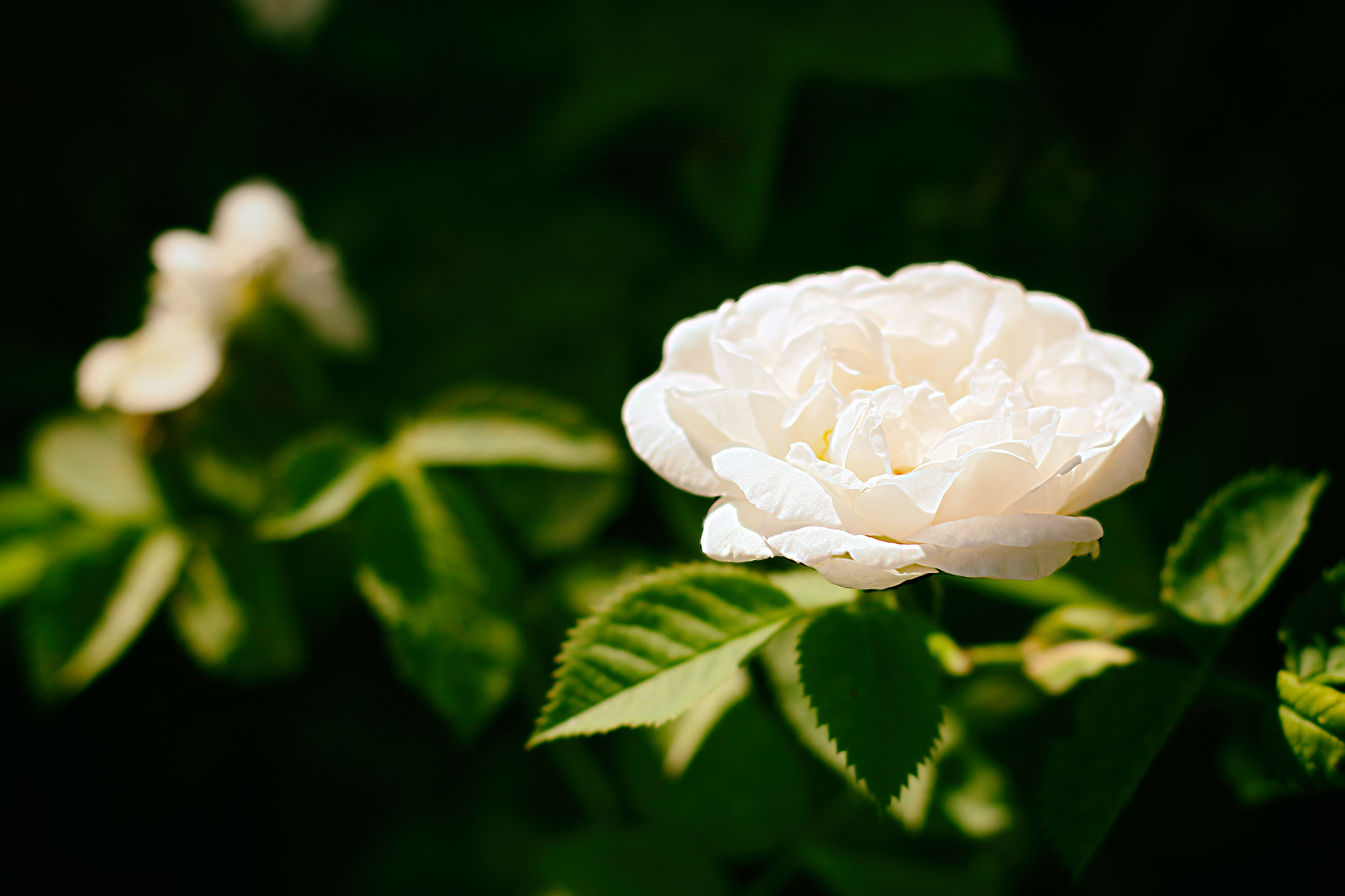 Canon EF 50mm F1.4 USM sample photo. .tea-rose. photography