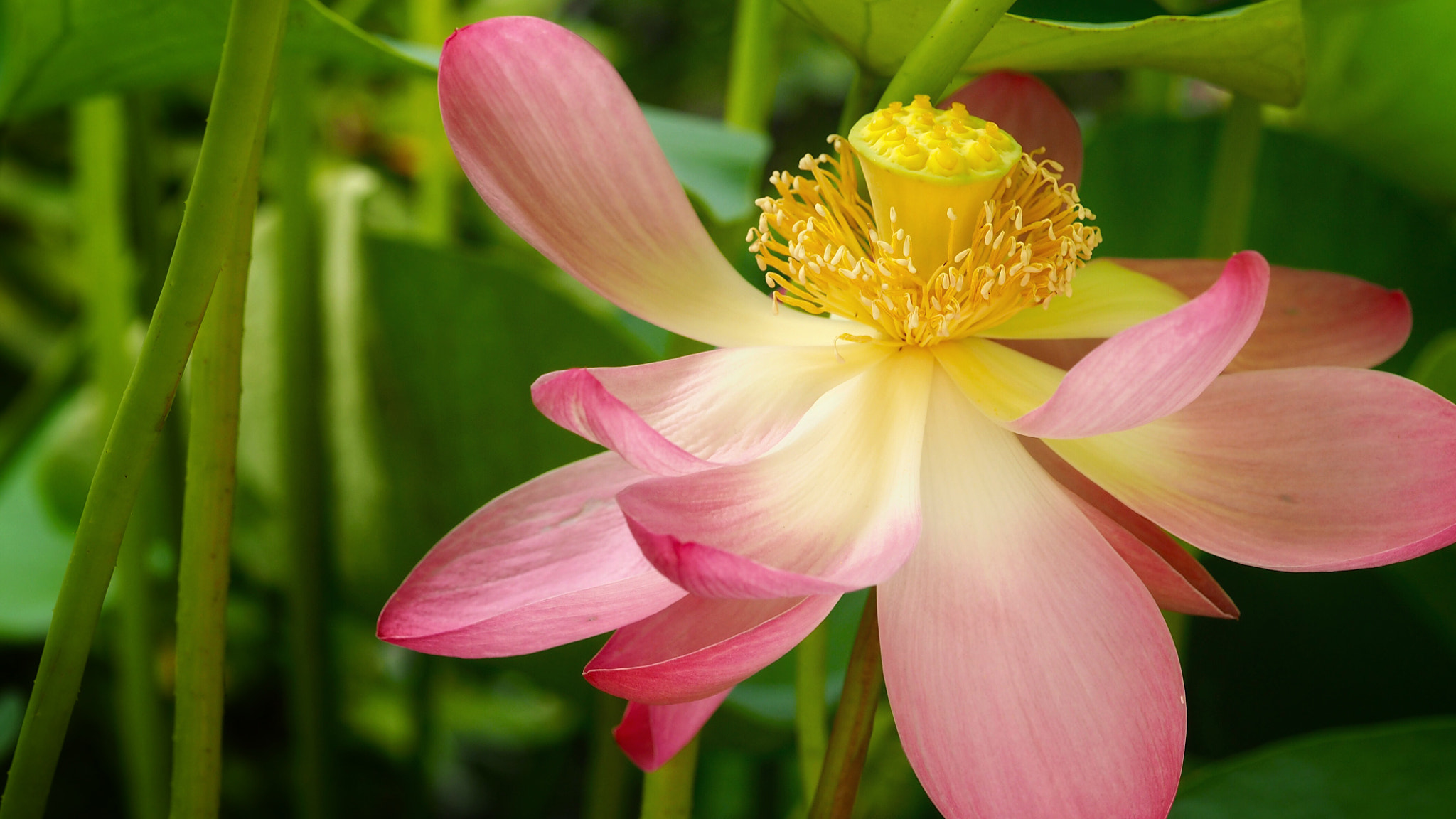 Olympus PEN E-PL7 sample photo. Lotus, dancing petals photography