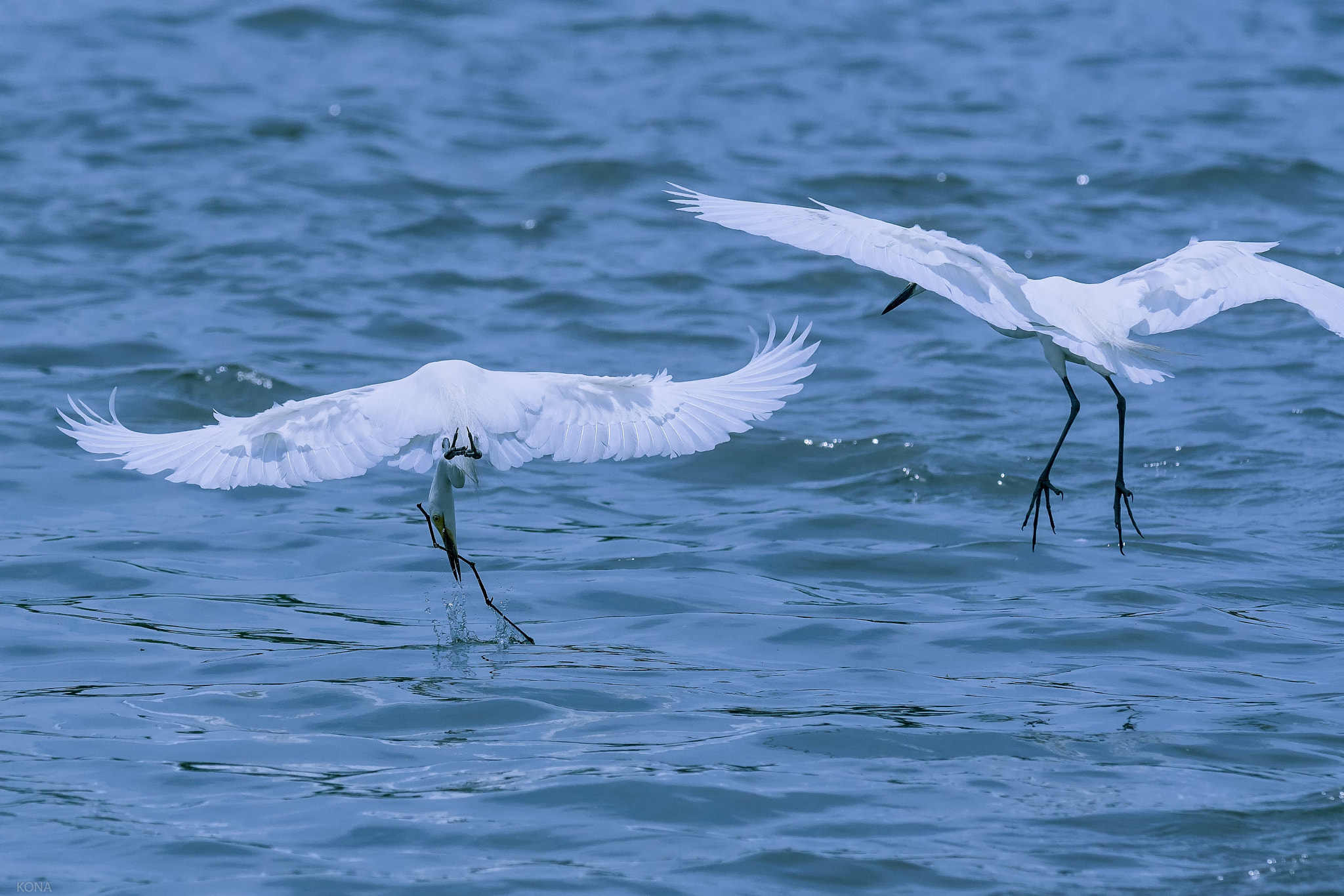 Nikon AF-S Nikkor 400mm F2.8G ED VR II sample photo. Sagi photography