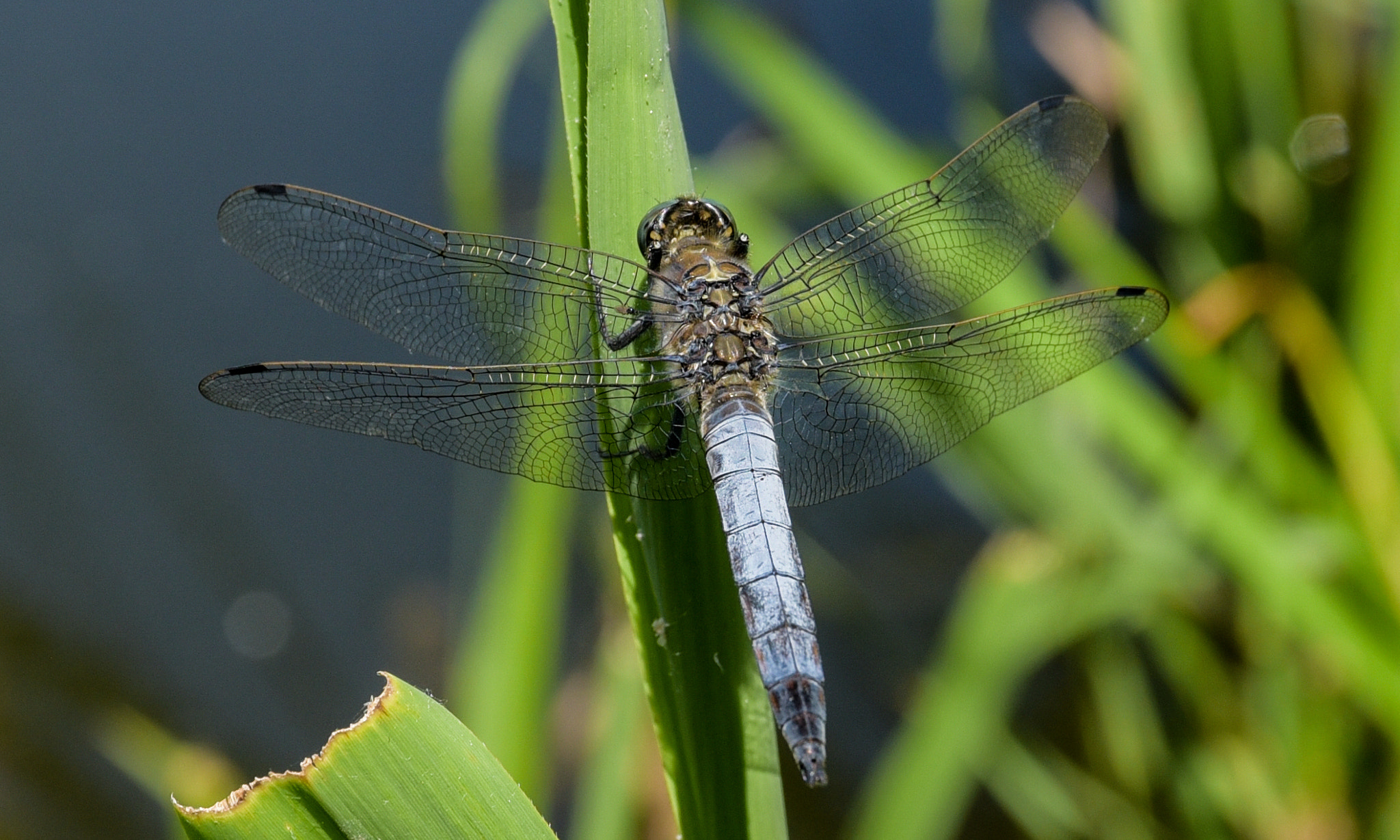 Sigma 17-70mm F2.8-4 DC Macro OS HSM | C sample photo. Dragonfly photography
