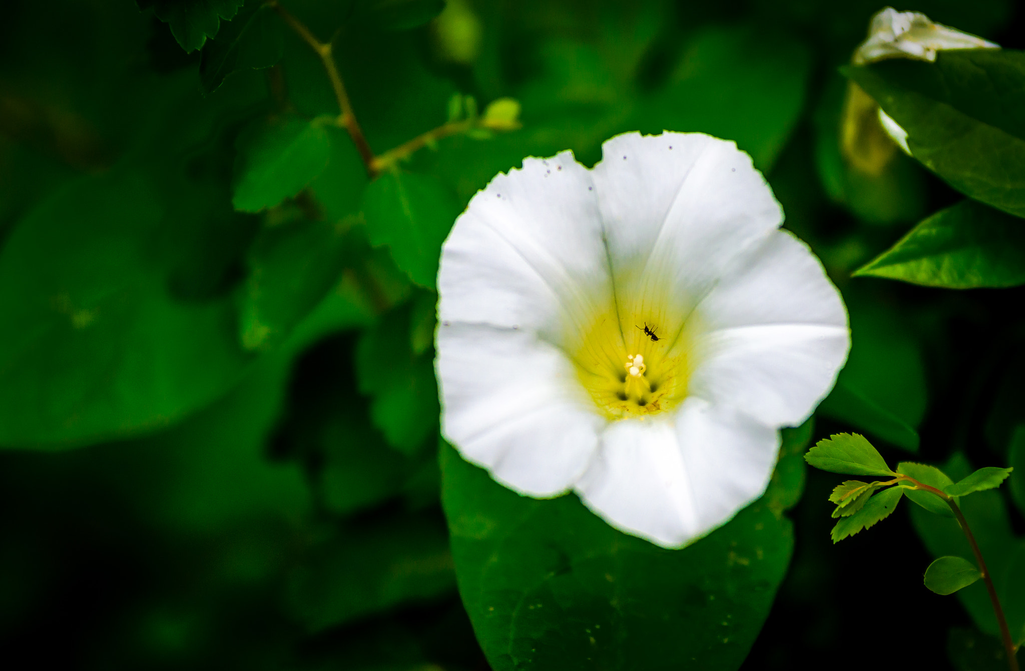 Sigma 70-200mm F2.8 EX DG OS HSM sample photo. Little ant photography