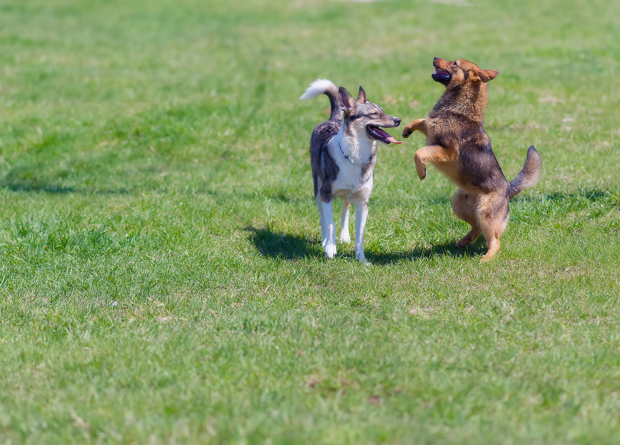 Sony Alpha DSLR-A850 sample photo. Dancing. photography