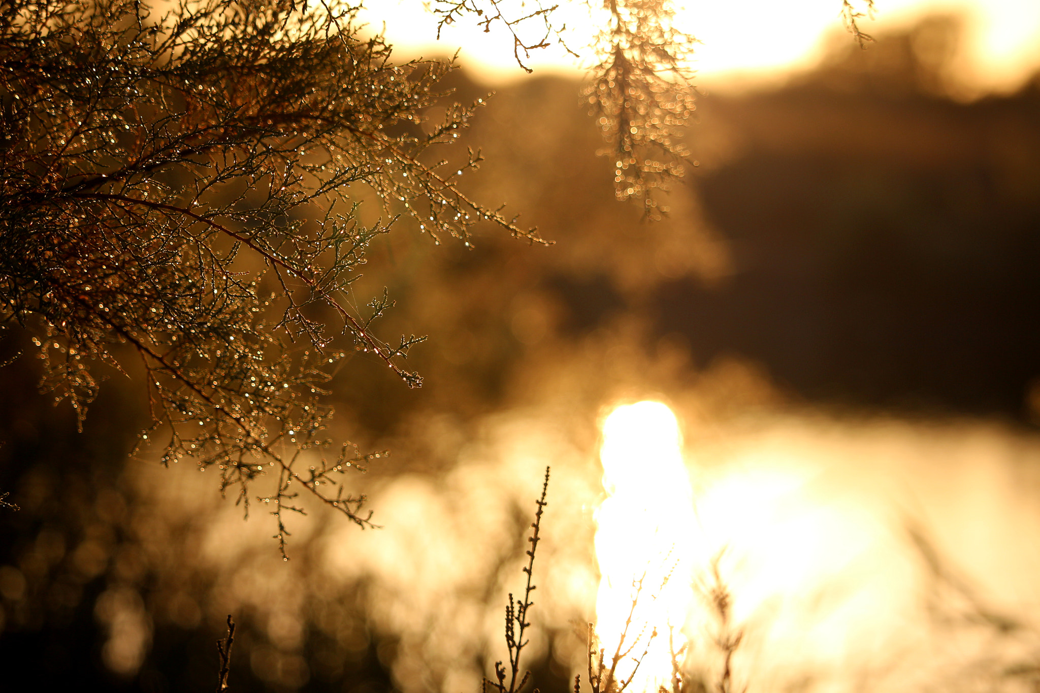 Canon EF-S 55-250mm F4-5.6 IS STM sample photo. Sunset photography