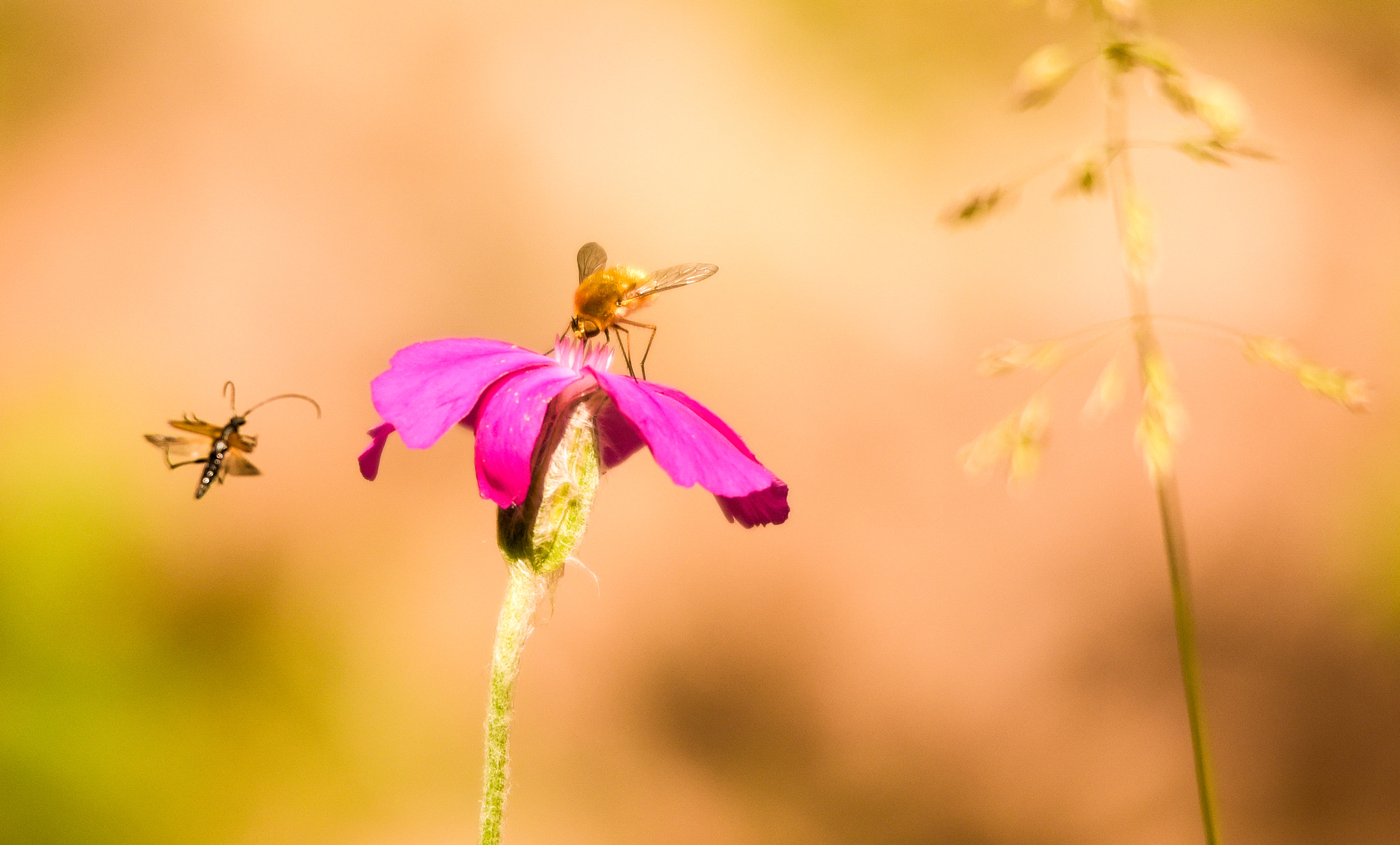 Sigma 120-400mm F4.5-5.6 DG OS HSM sample photo. Bee photography