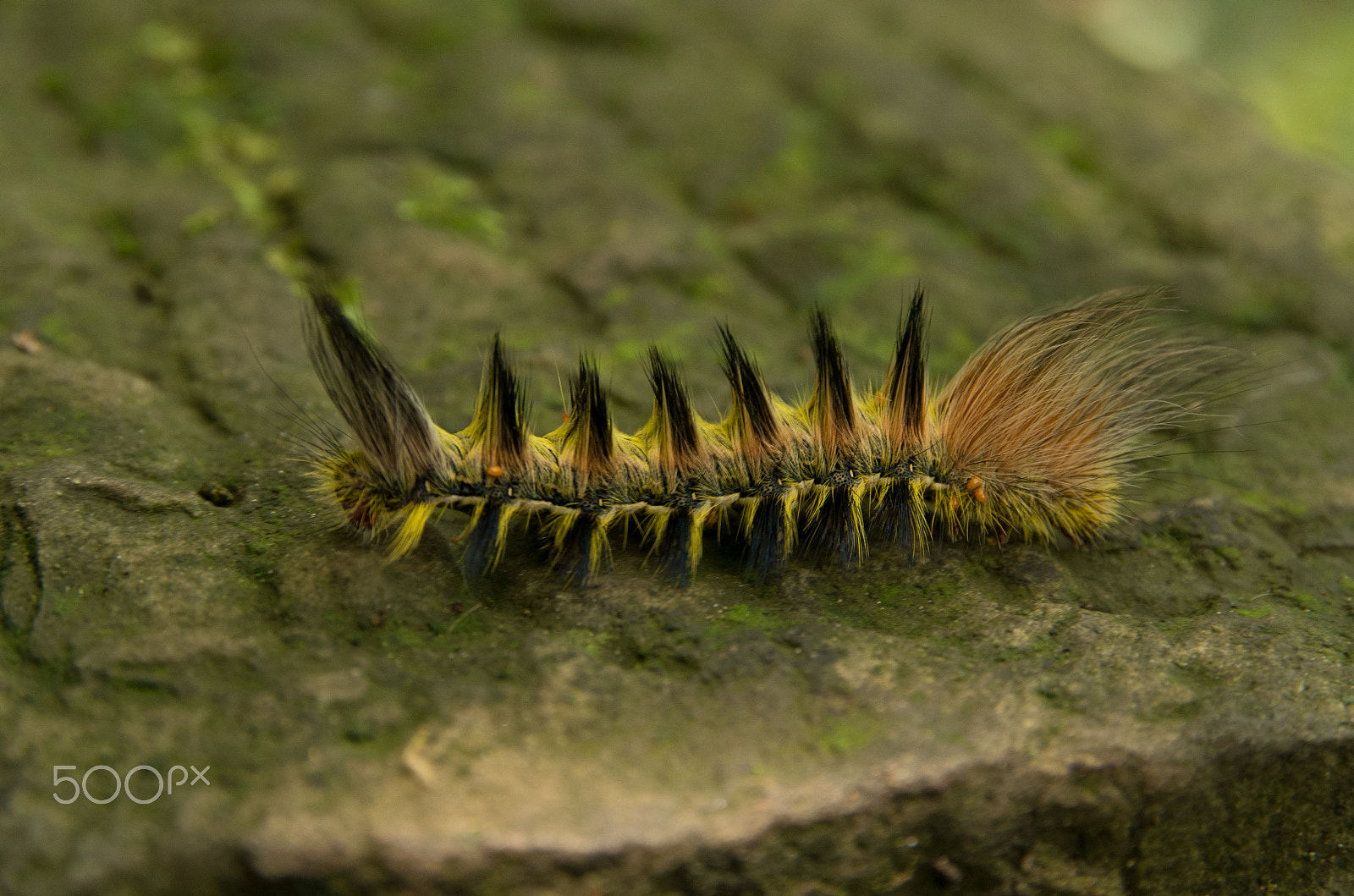 Sigma 17-70mm F2.8-4 DC Macro HSM | C sample photo. Punk 2 photography