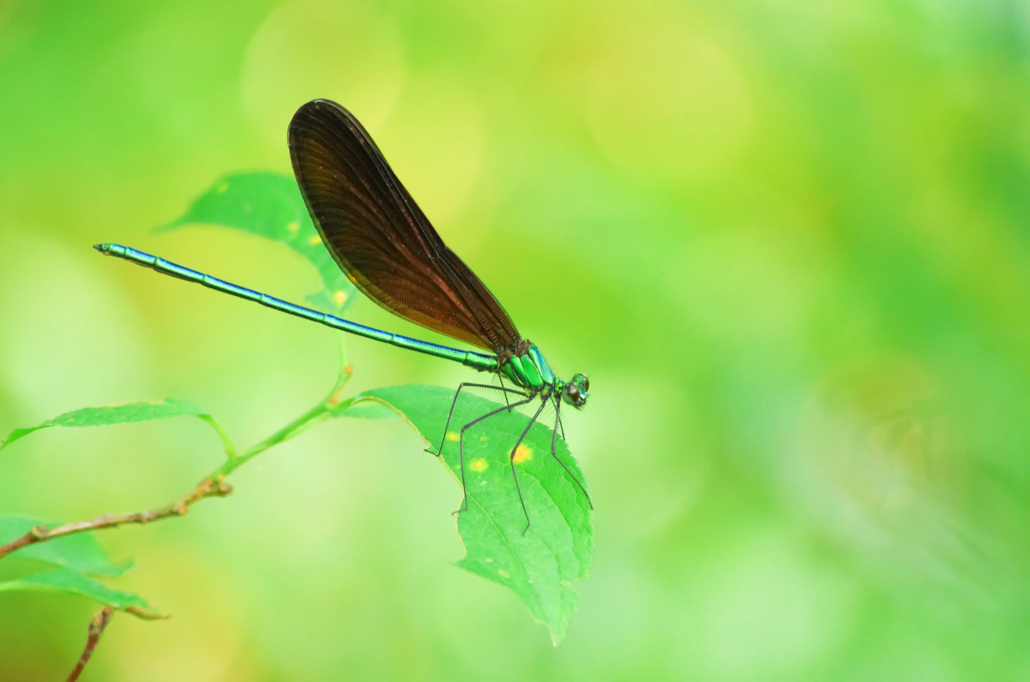 smc PENTAX-DA L 55-300mm F4-5.8 ED sample photo. Dragonfly photography