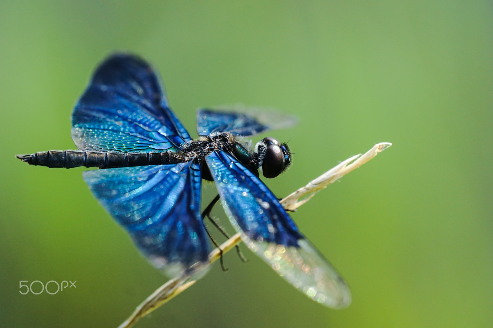 Sony ILCA-77M2 + Minolta AF 100mm F2.8 Macro [New] sample photo. Butterfly skimmer photography