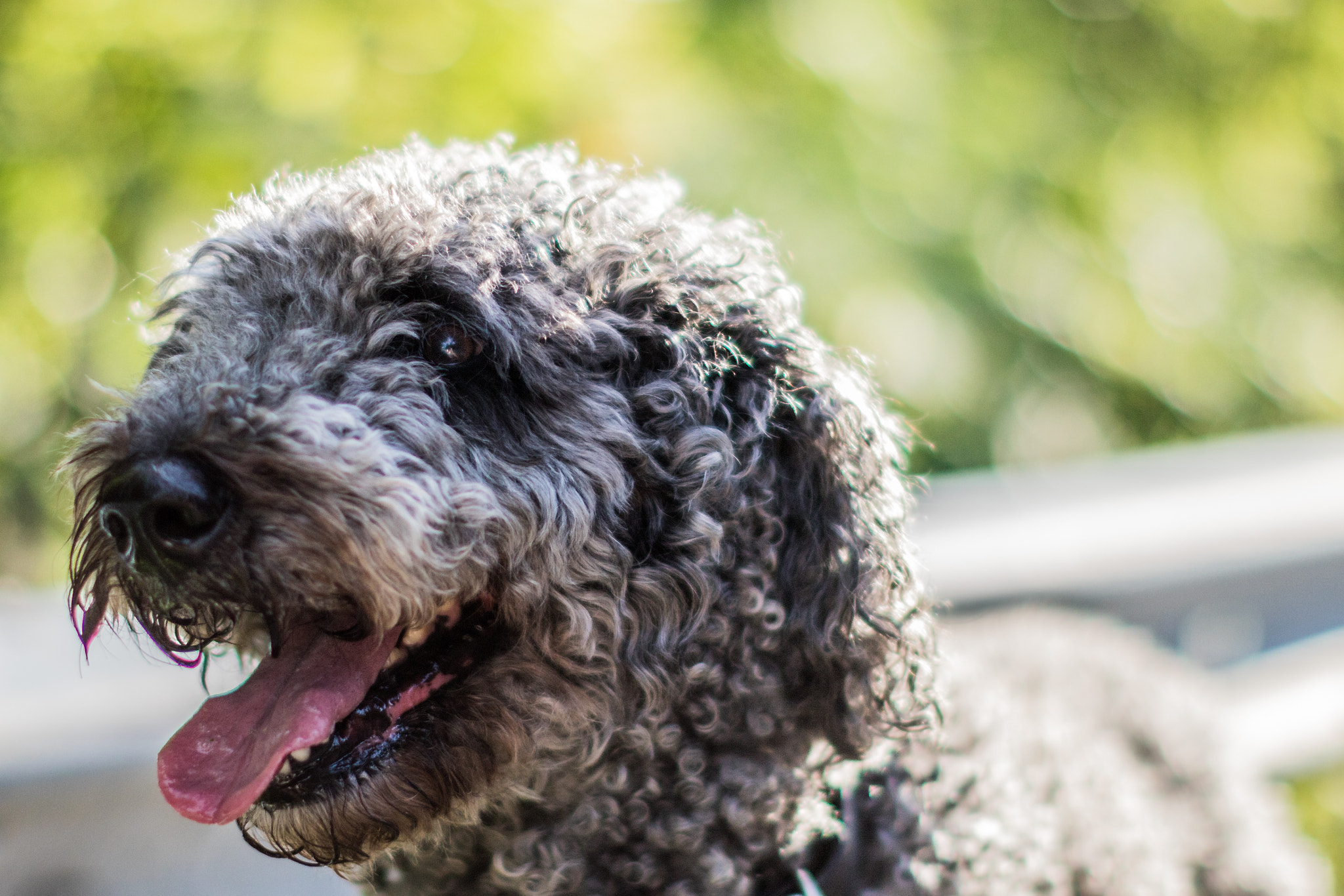 Canon EF 50mm F1.2L USM sample photo. Dog days of summer photography