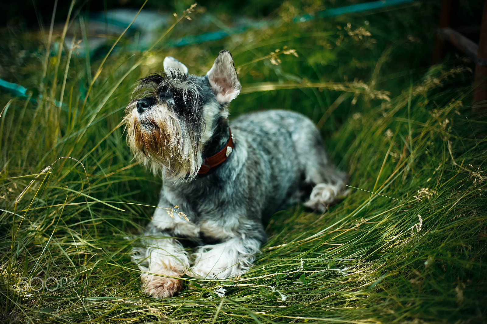 Canon EOS 6D + Canon EF 50mm F1.4 USM sample photo. Dog :) photography