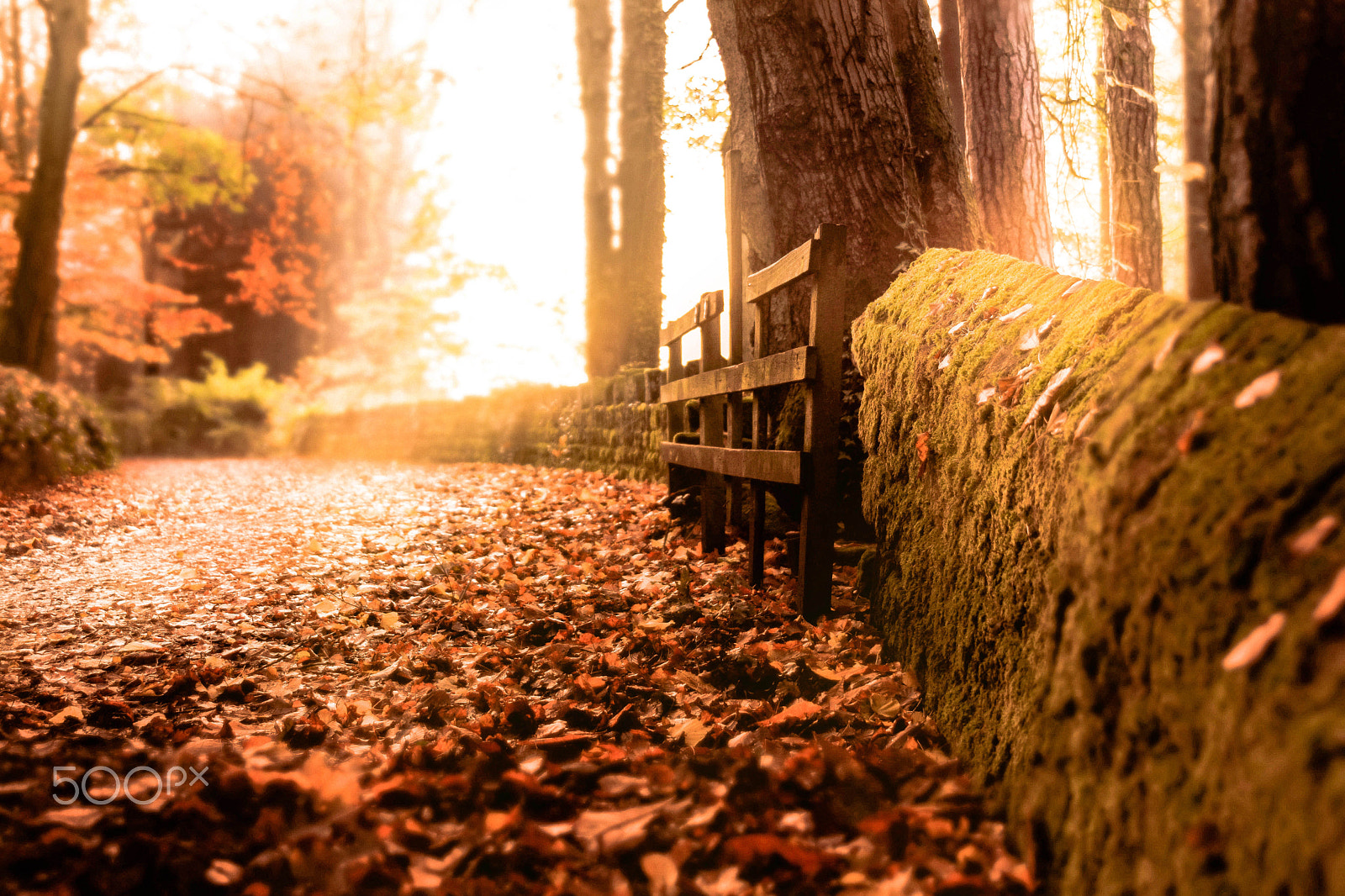 Sigma 24-70mm F2.8 EX DG HSM sample photo. Along the autumn trail photography