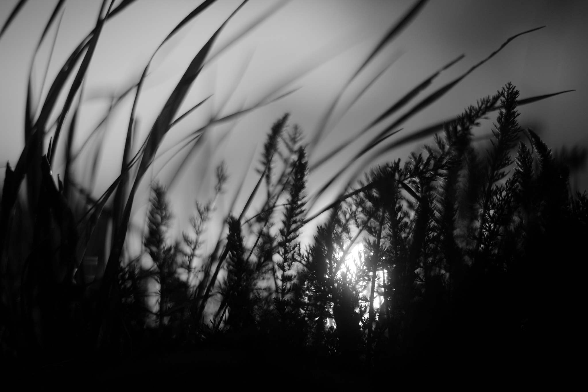 Canon EF 50mm F1.4 USM sample photo. This is how my dream started last night ... photography