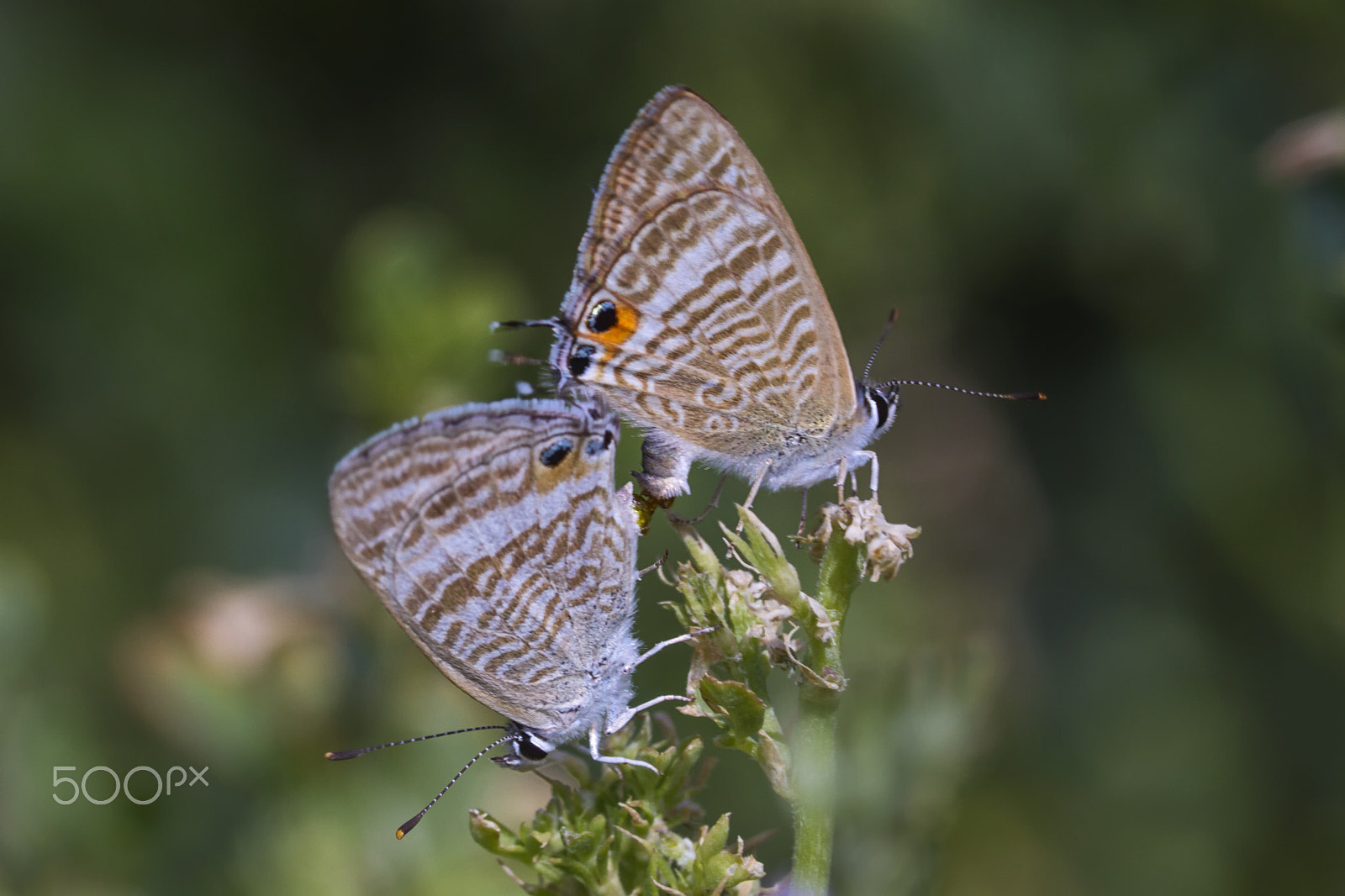 Canon EF 180mm F3.5L Macro USM sample photo. Doubles photography