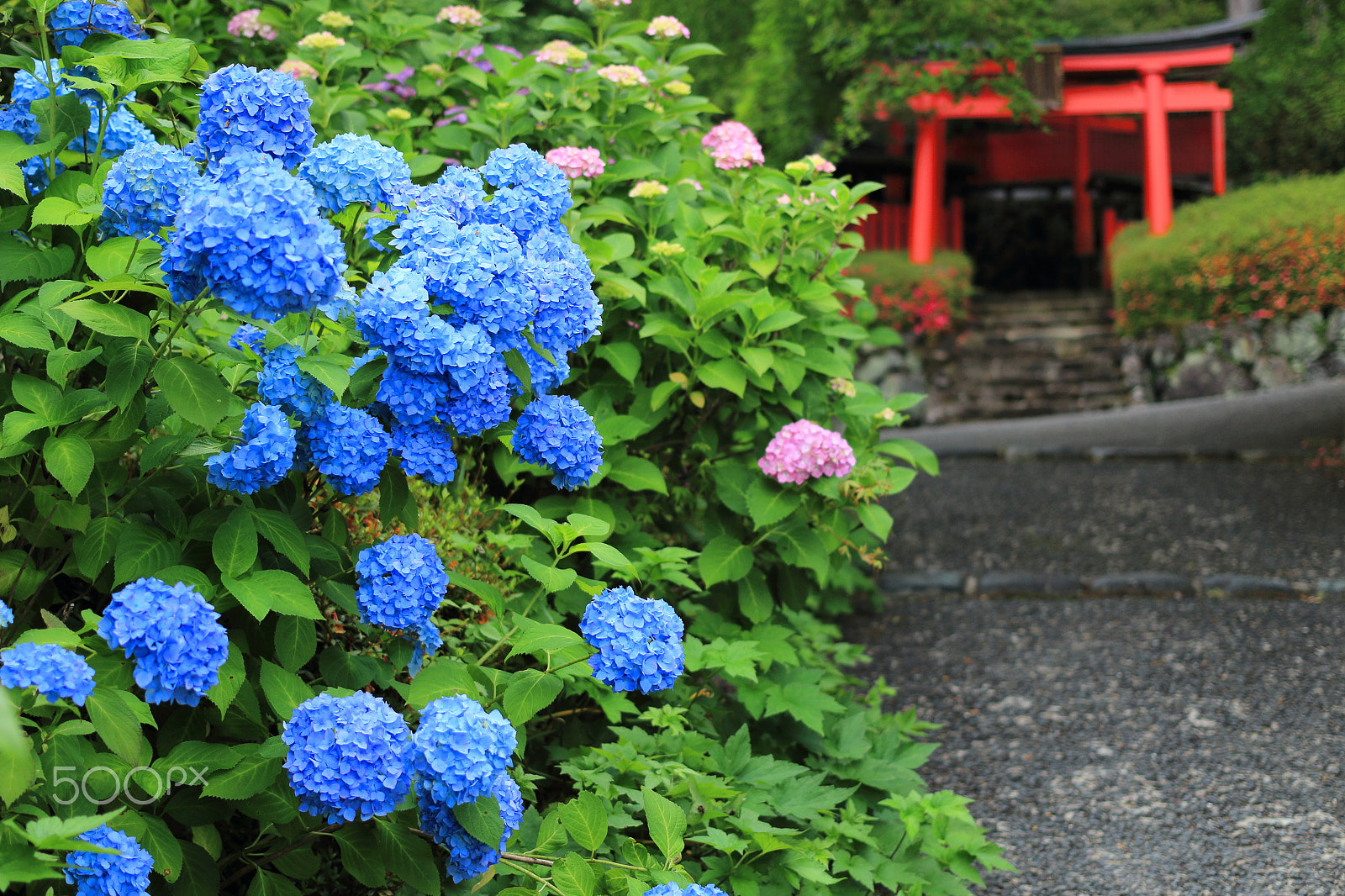 Canon EOS 100D (EOS Rebel SL1 / EOS Kiss X7) sample photo. Hydrangea and torii photography