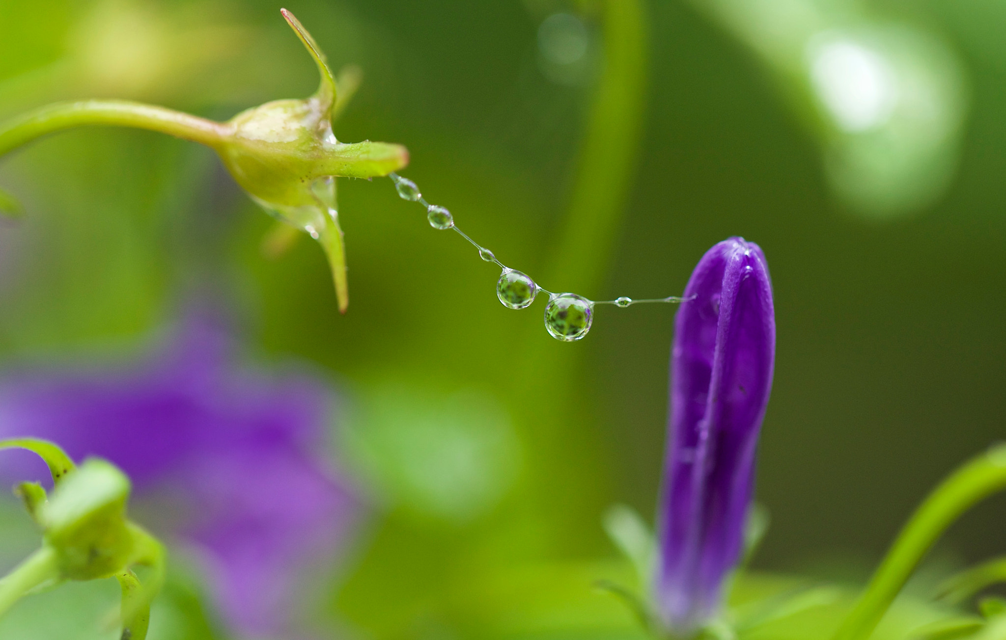 Canon EF 100mm F2.8L Macro IS USM sample photo. Drizzle drop photography