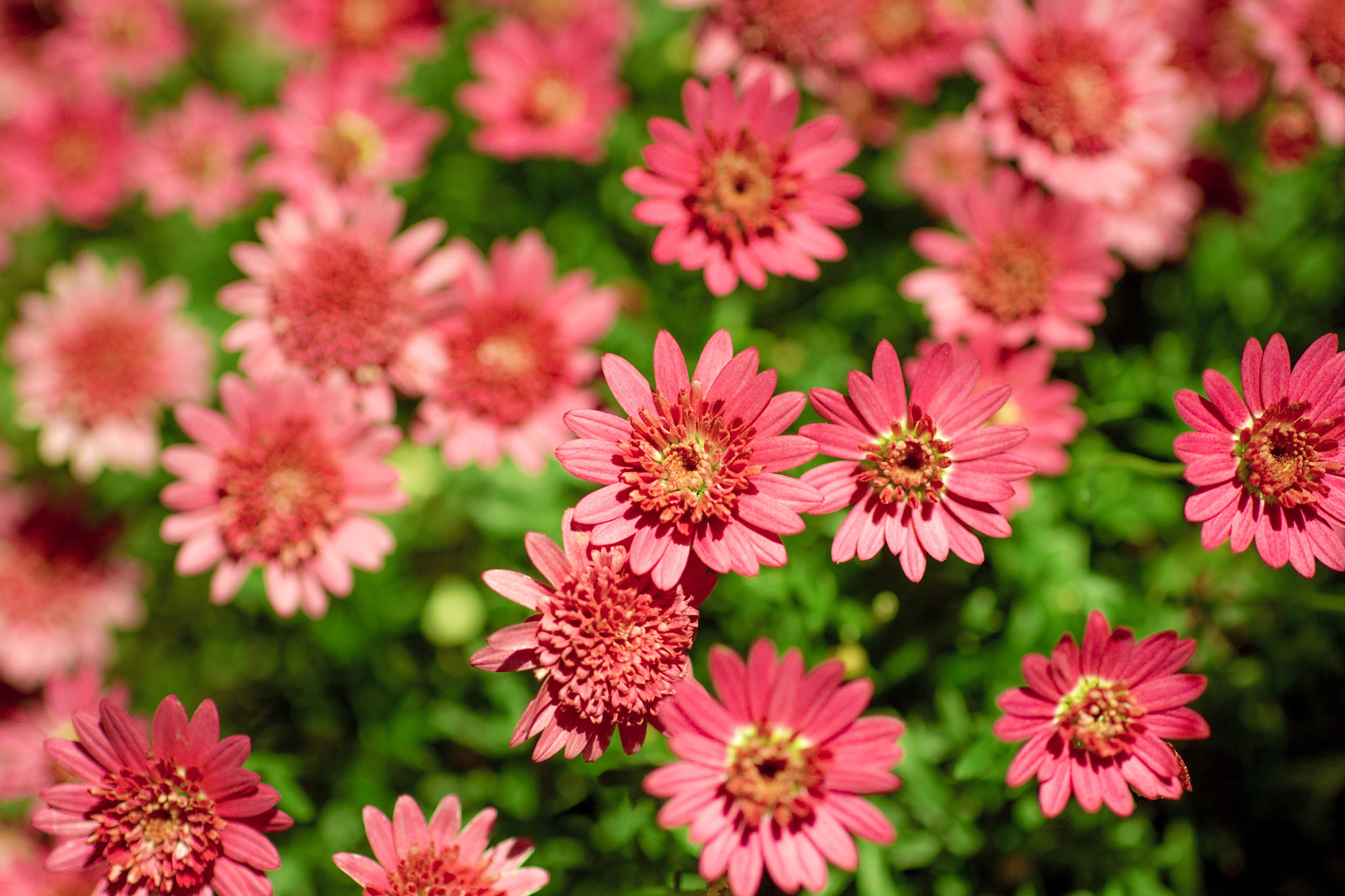 Canon EOS 700D (EOS Rebel T5i / EOS Kiss X7i) sample photo. 満開 photography