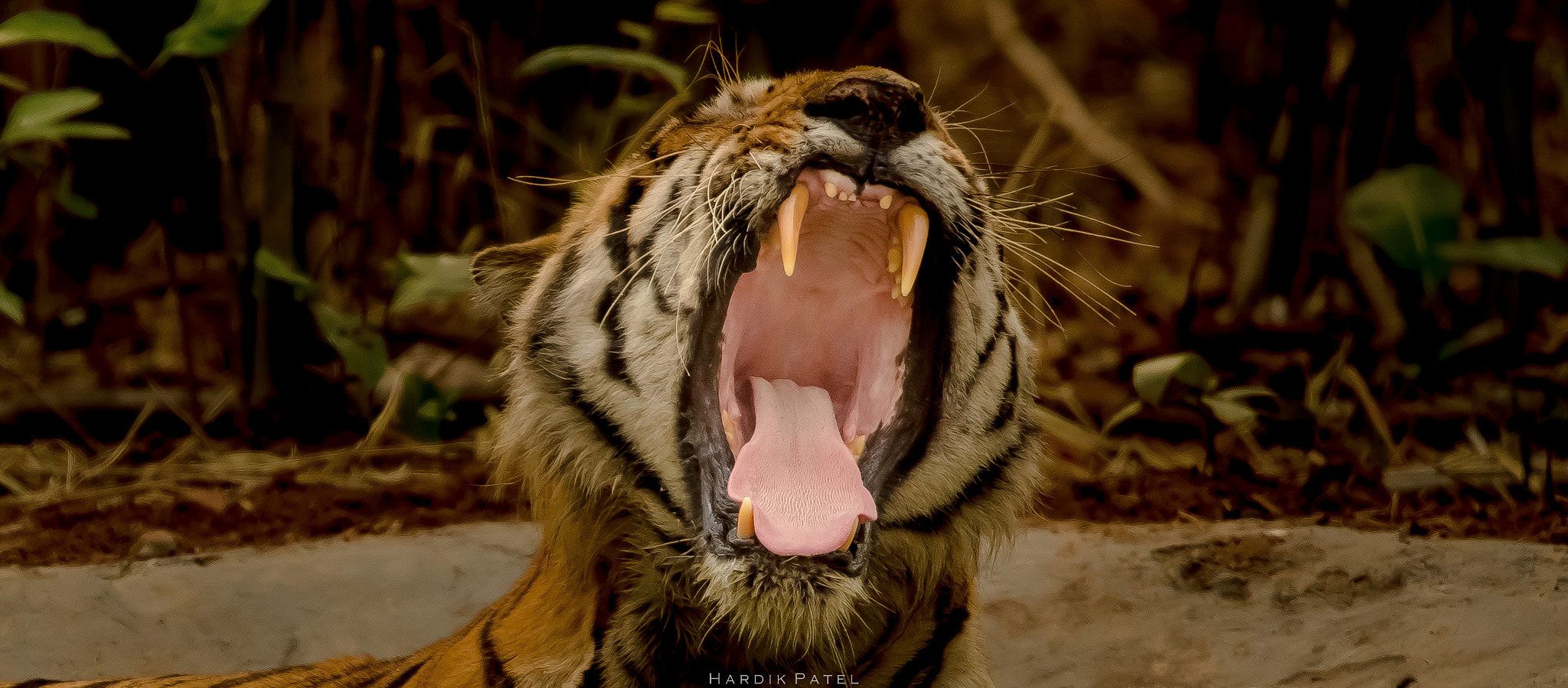 Nikon D5 sample photo. The killer jaws.. photography