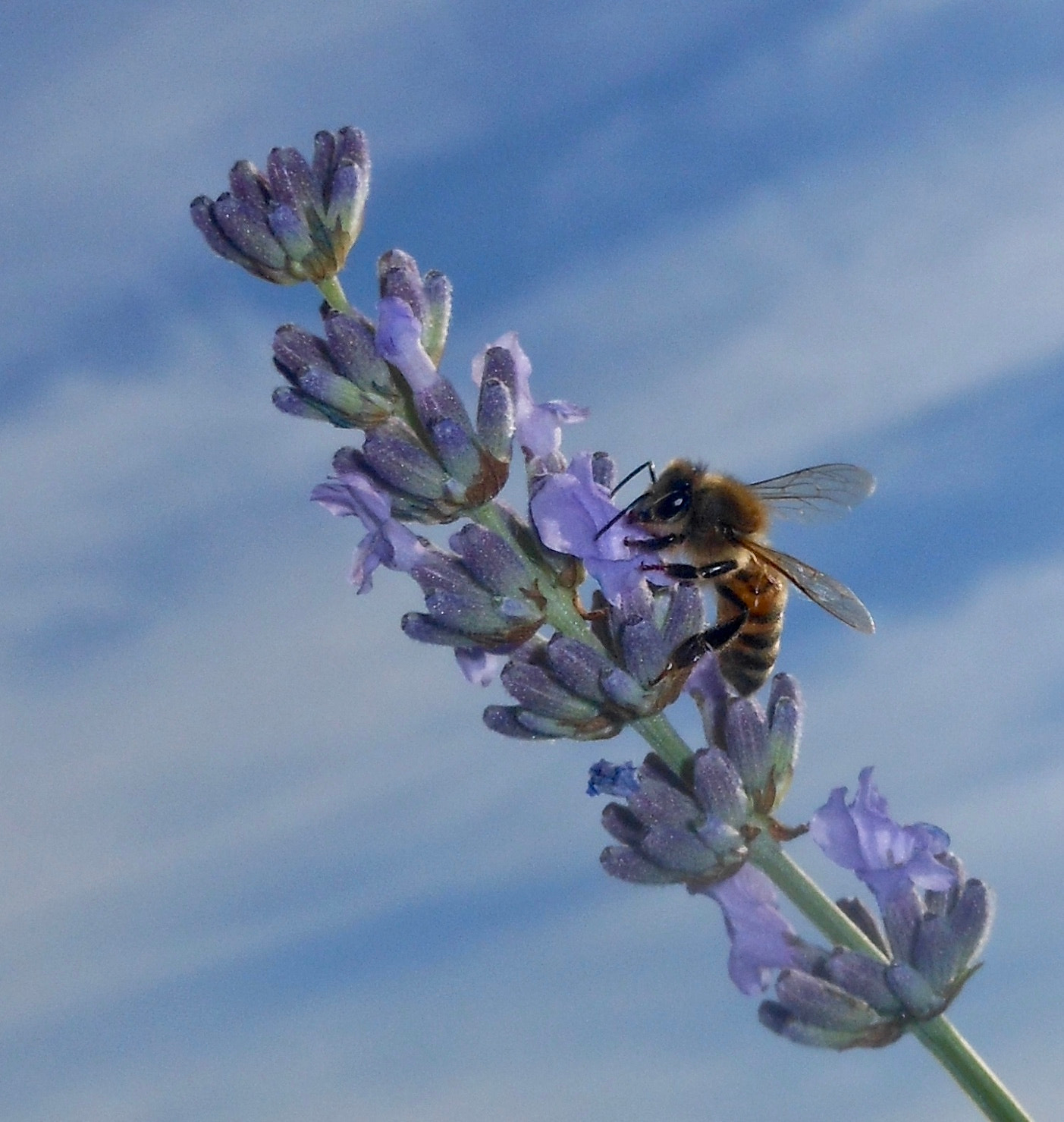 Nikon Coolpix S6100 sample photo. Bee photography