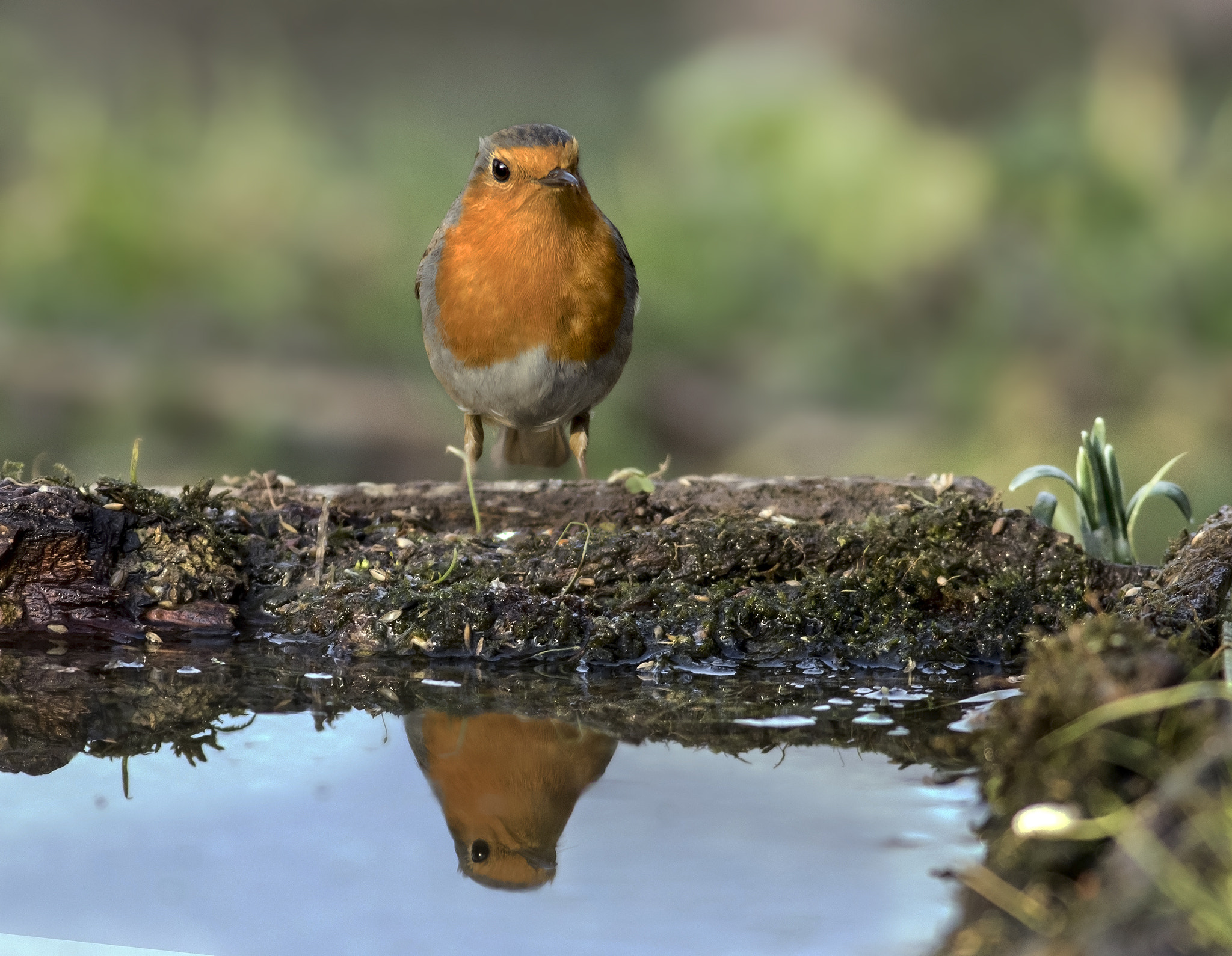 Canon EOS 7D Mark II + Canon EF 400mm F5.6L USM sample photo. Robin photography