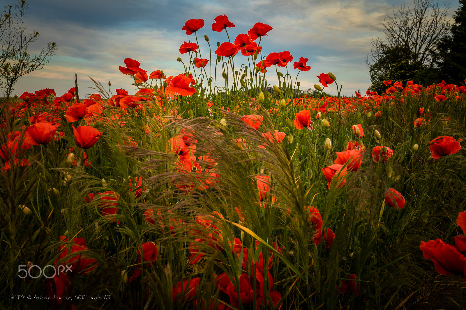 Canon EOS 5DS + Sigma 35mm F1.4 DG HSM Art sample photo. Poppies photography